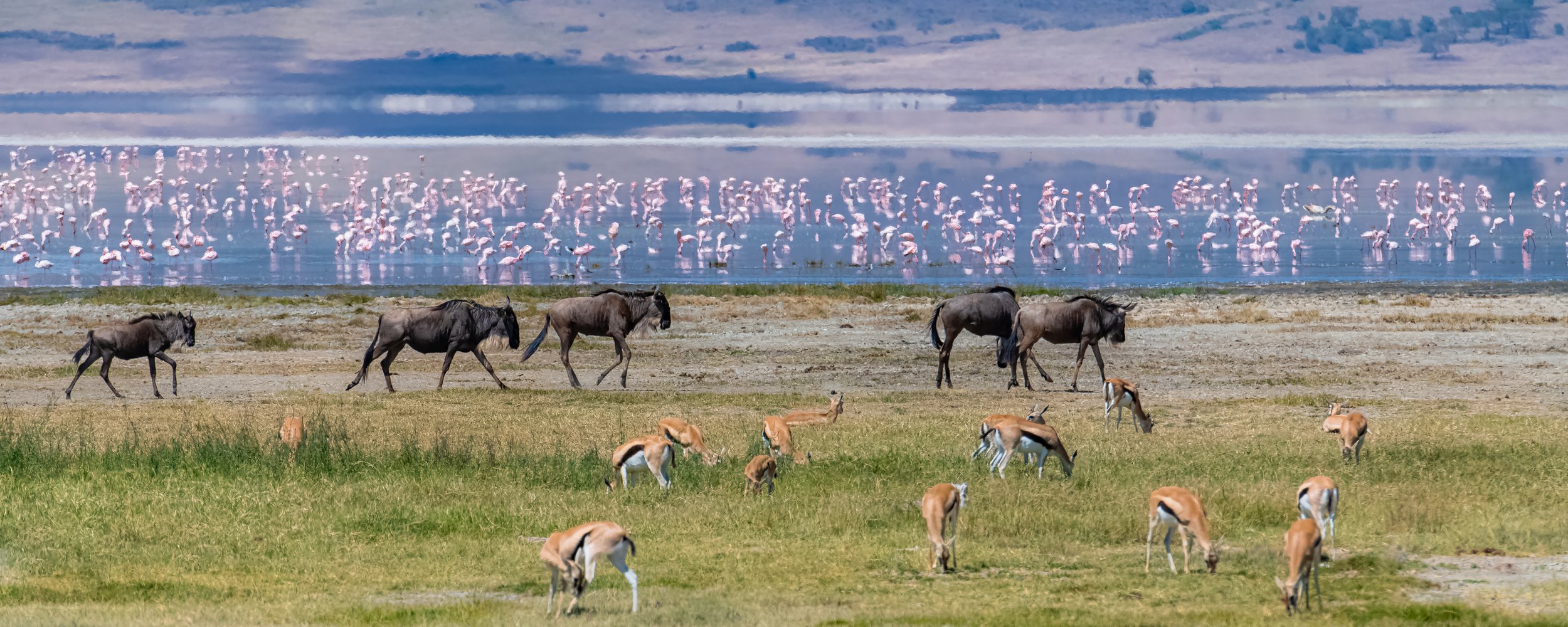 Wildlife Ngorongoro Crater