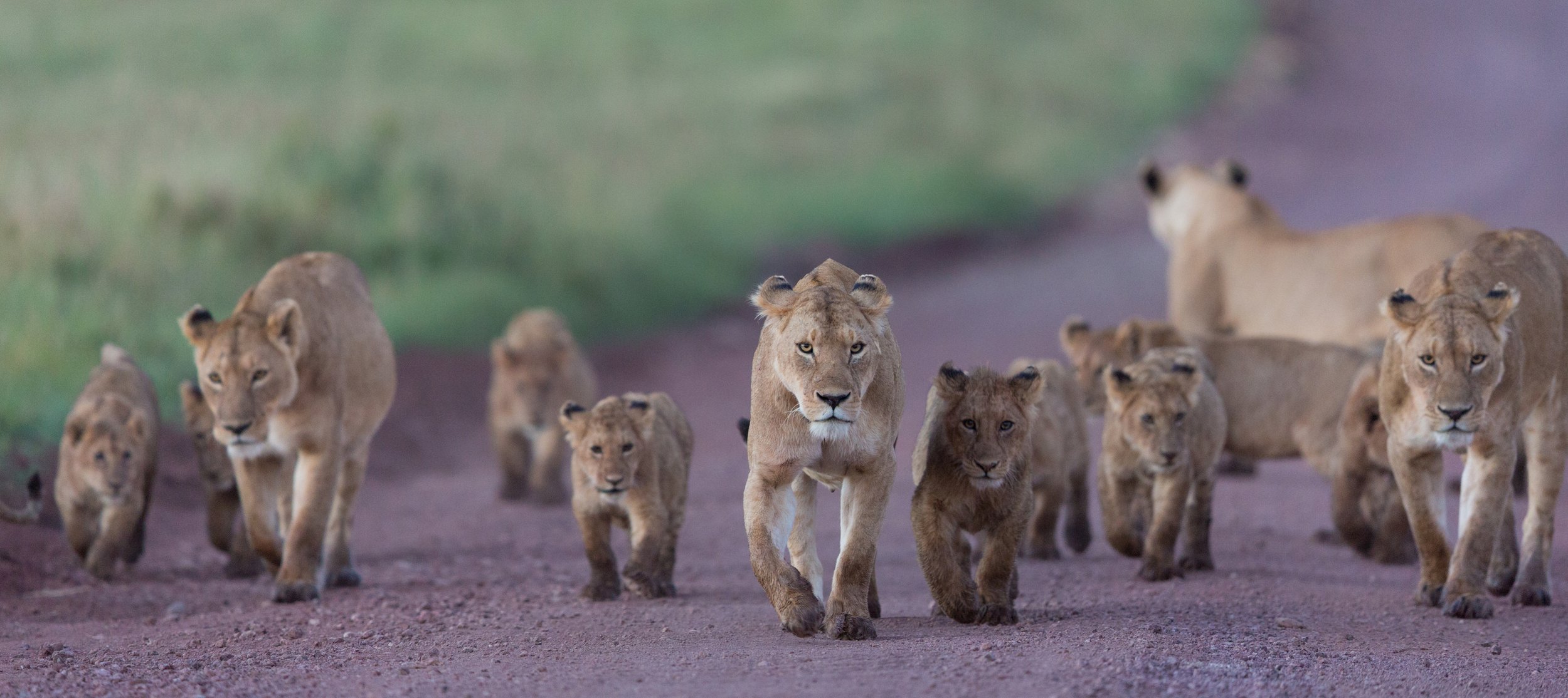 A pride of lions;