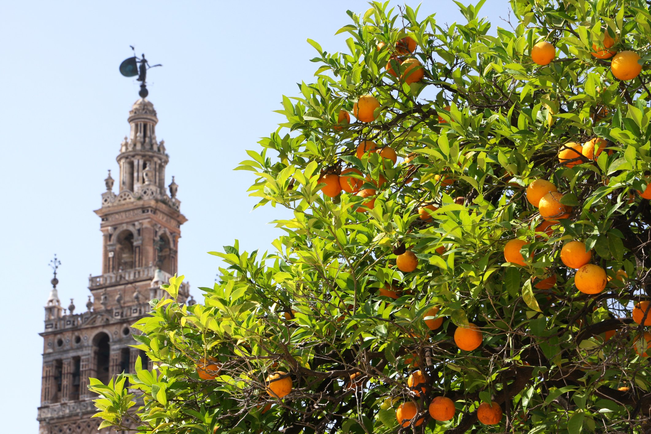 Church tower and orange tree in Seville;