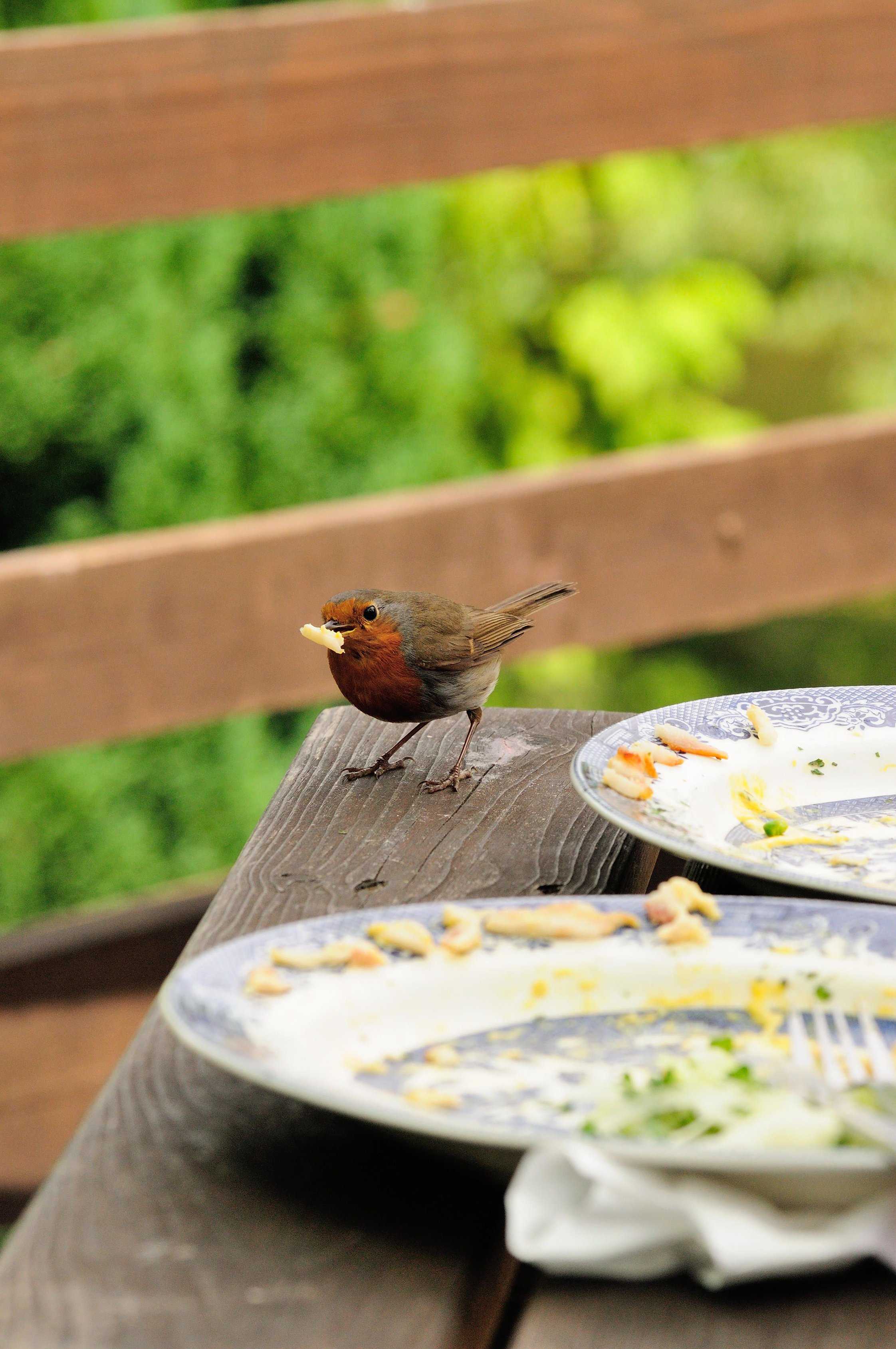 A robin snacking on crumbs