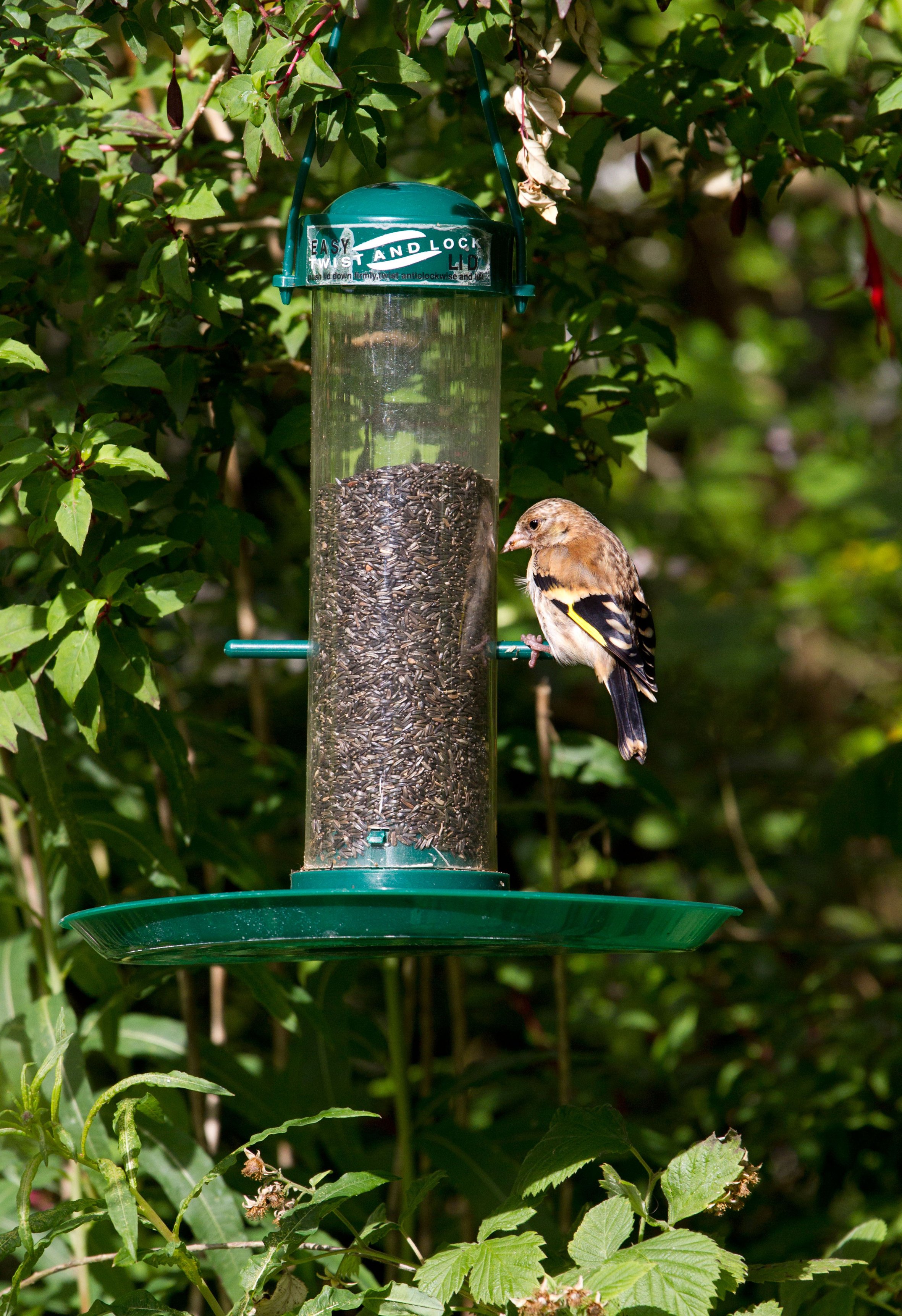 Hanging feeders fi lled with seed are ideal for smaller birds