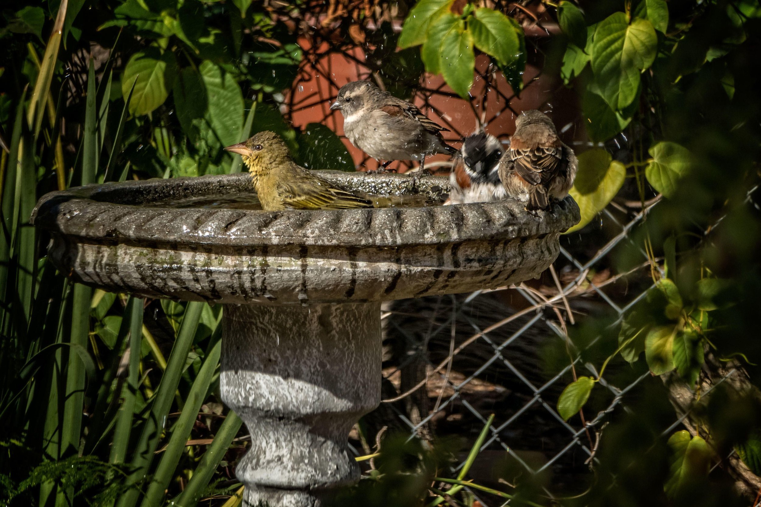 Sparrows enjoying a bath