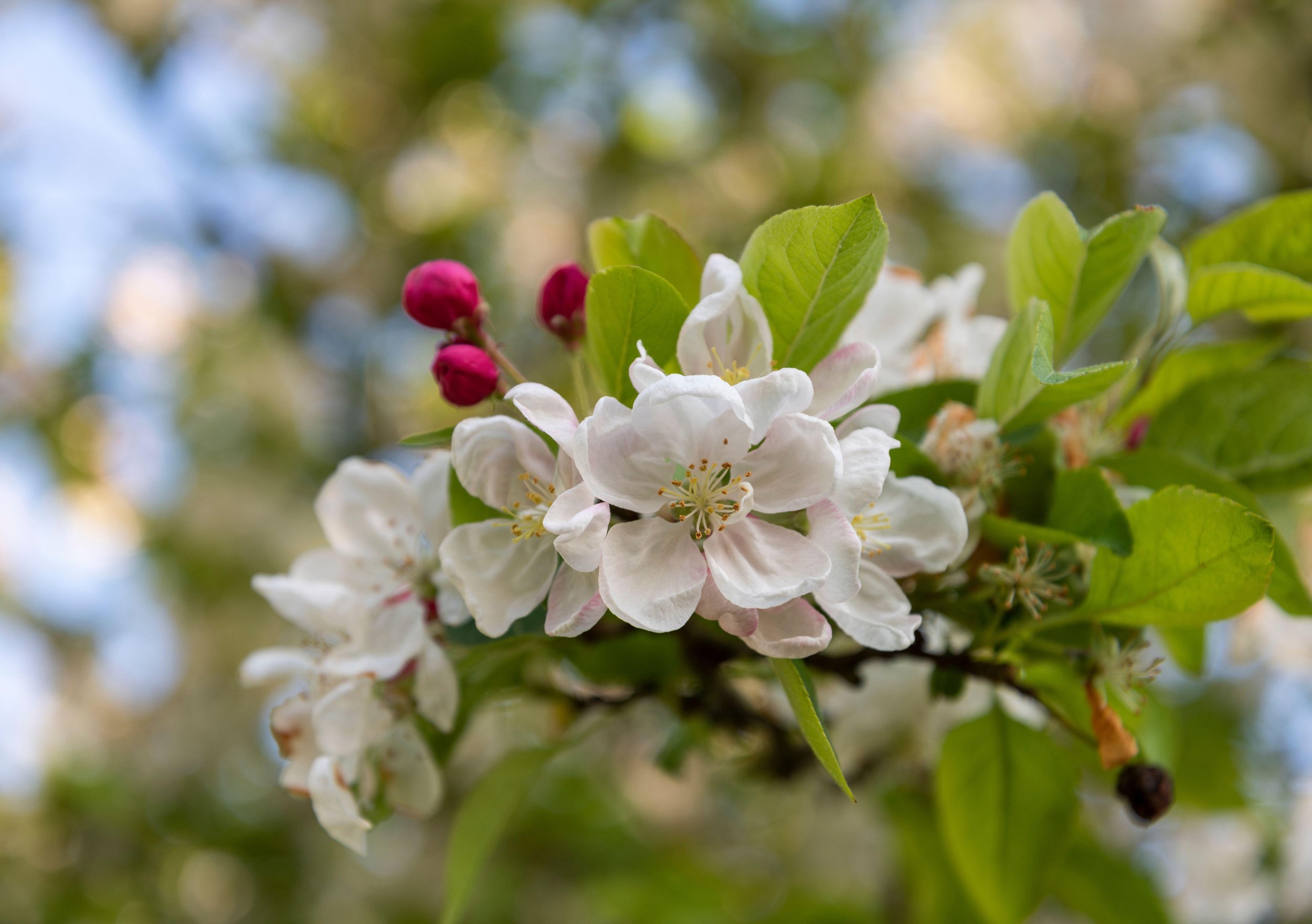 A blossoming crab apple