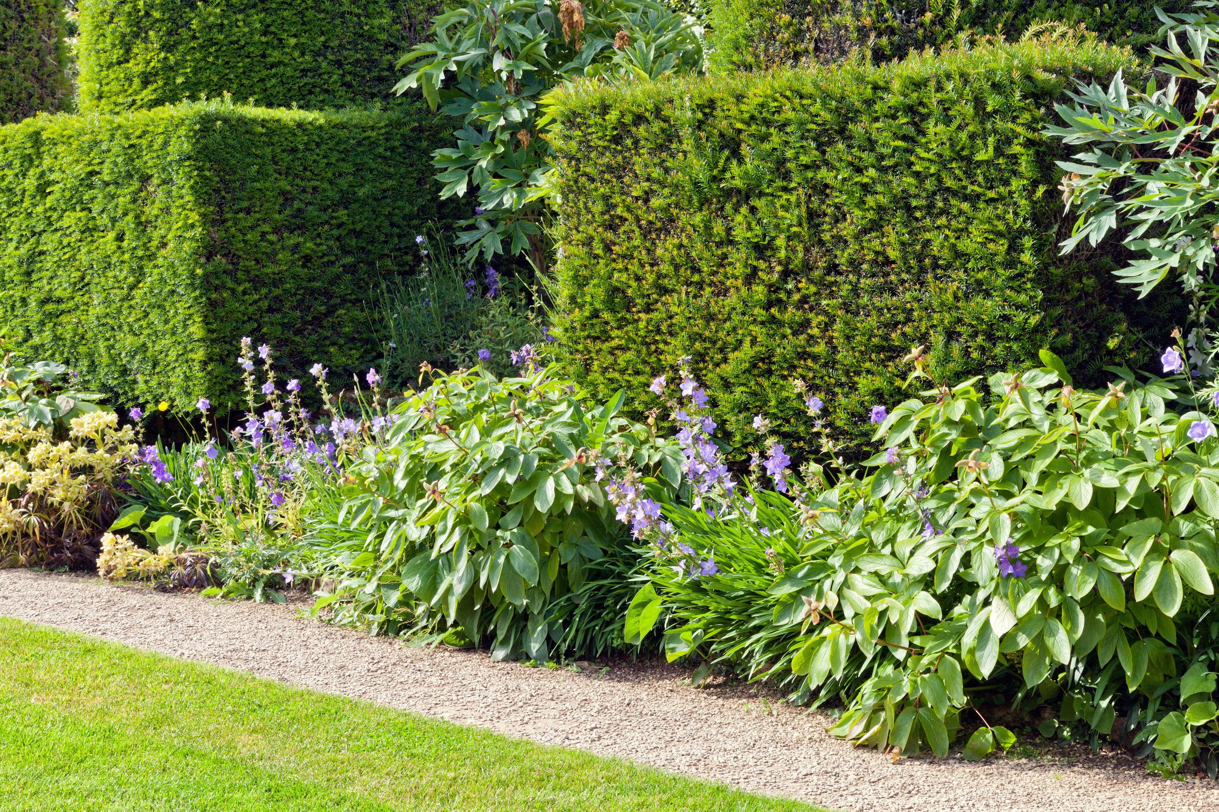 A yew hedge behind a flower border