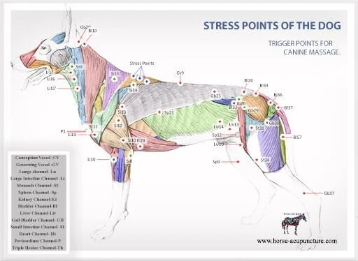 trigger points.jpg