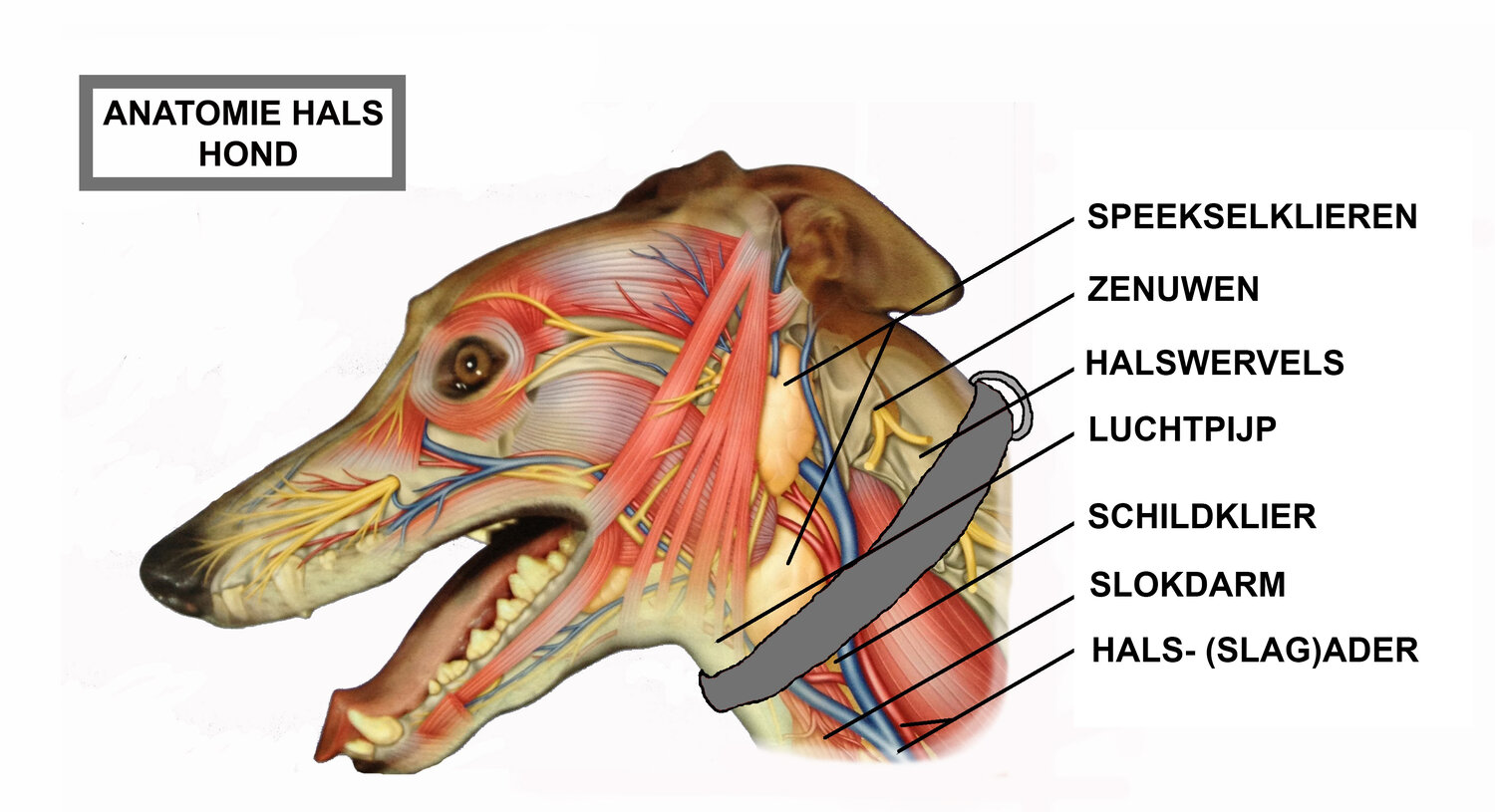 Anatomie-nek-hond02.jpg