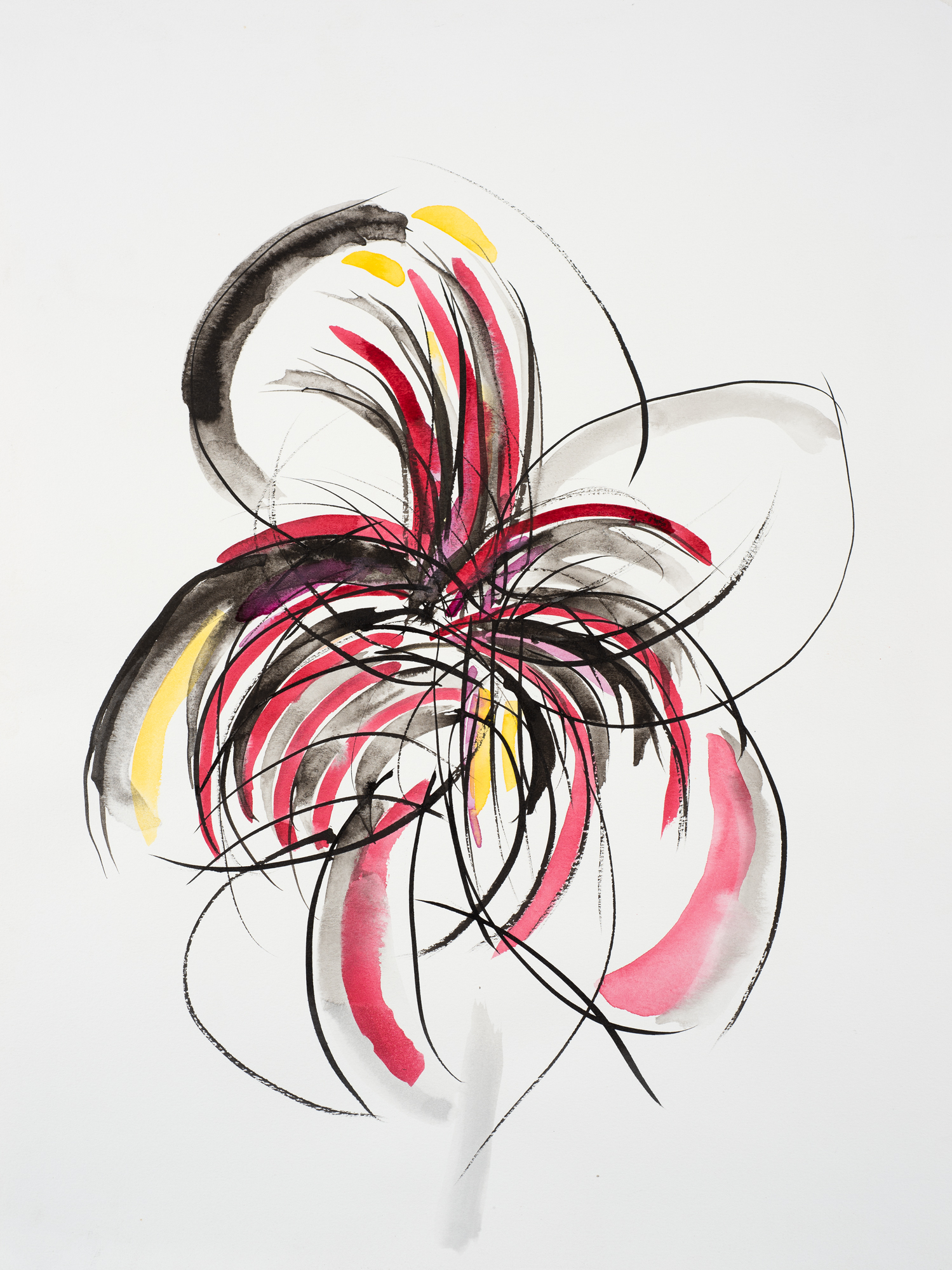 Hippeastrum 1