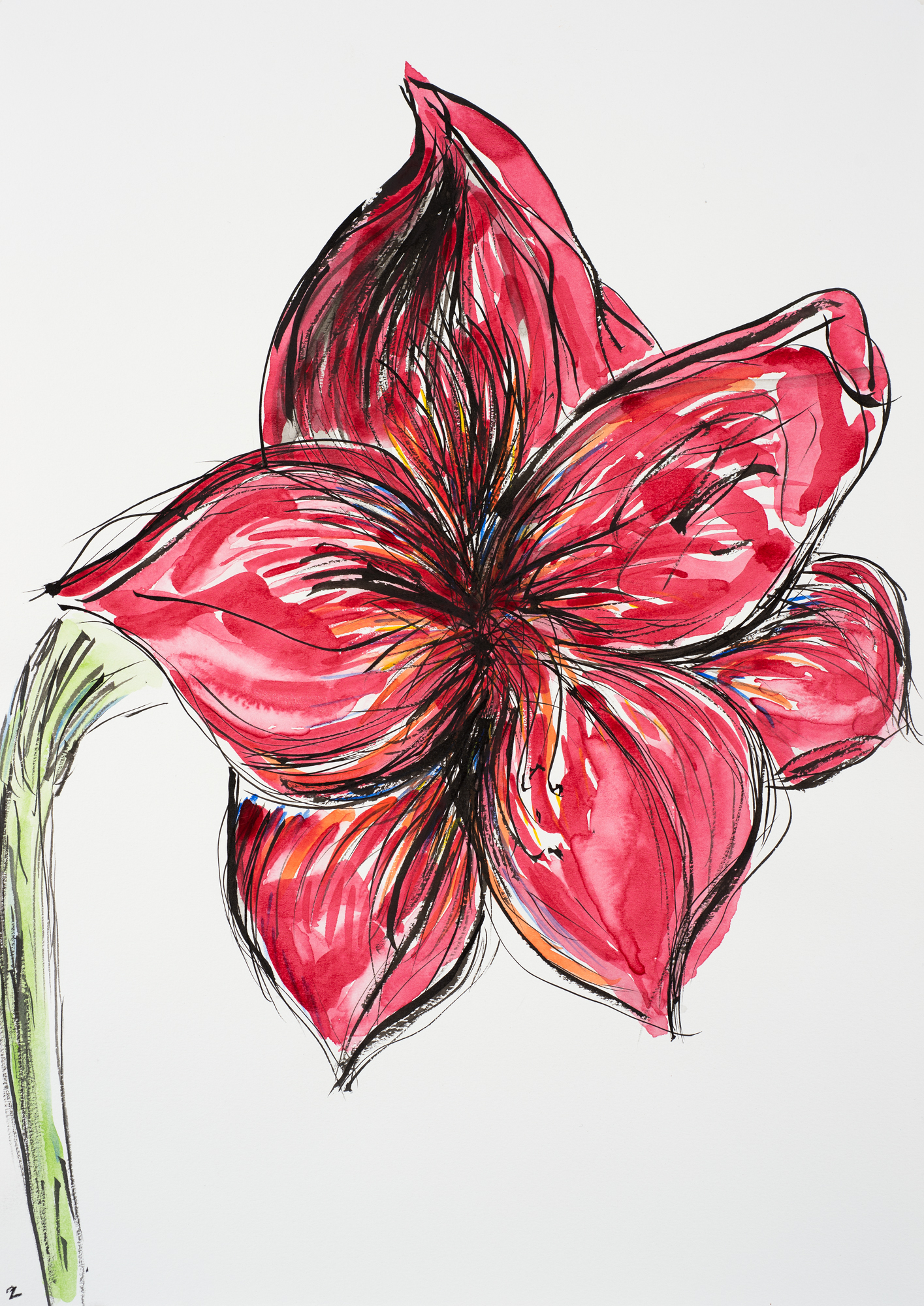 Hippeastrum 2