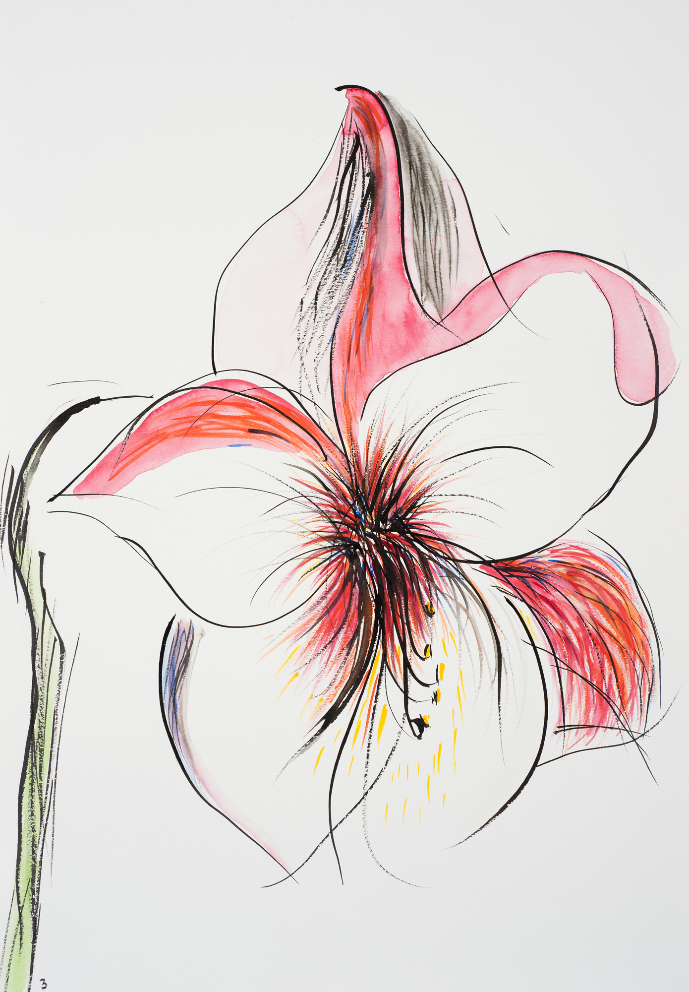 Hippeastrum 3