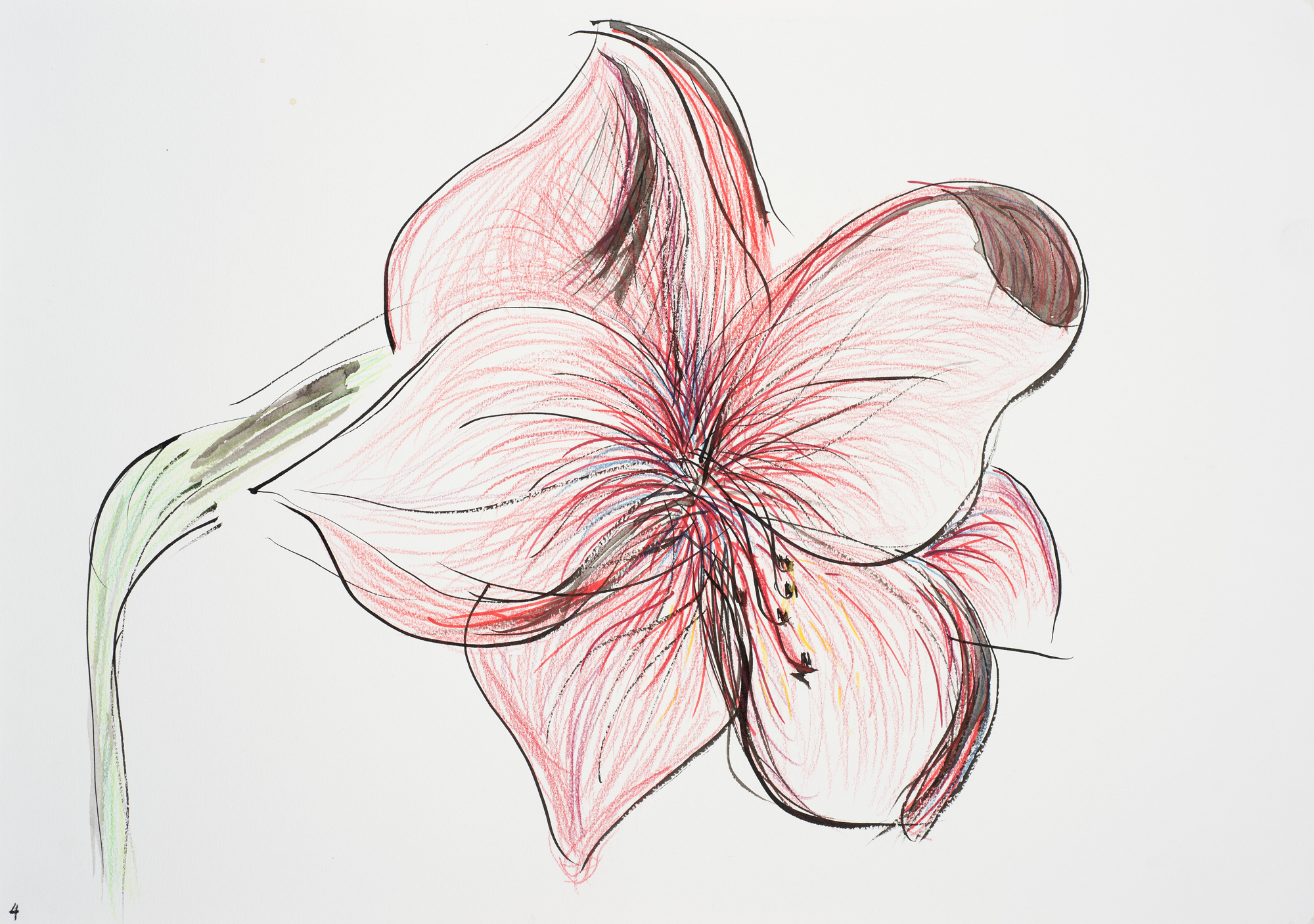 Hippeastrum 4