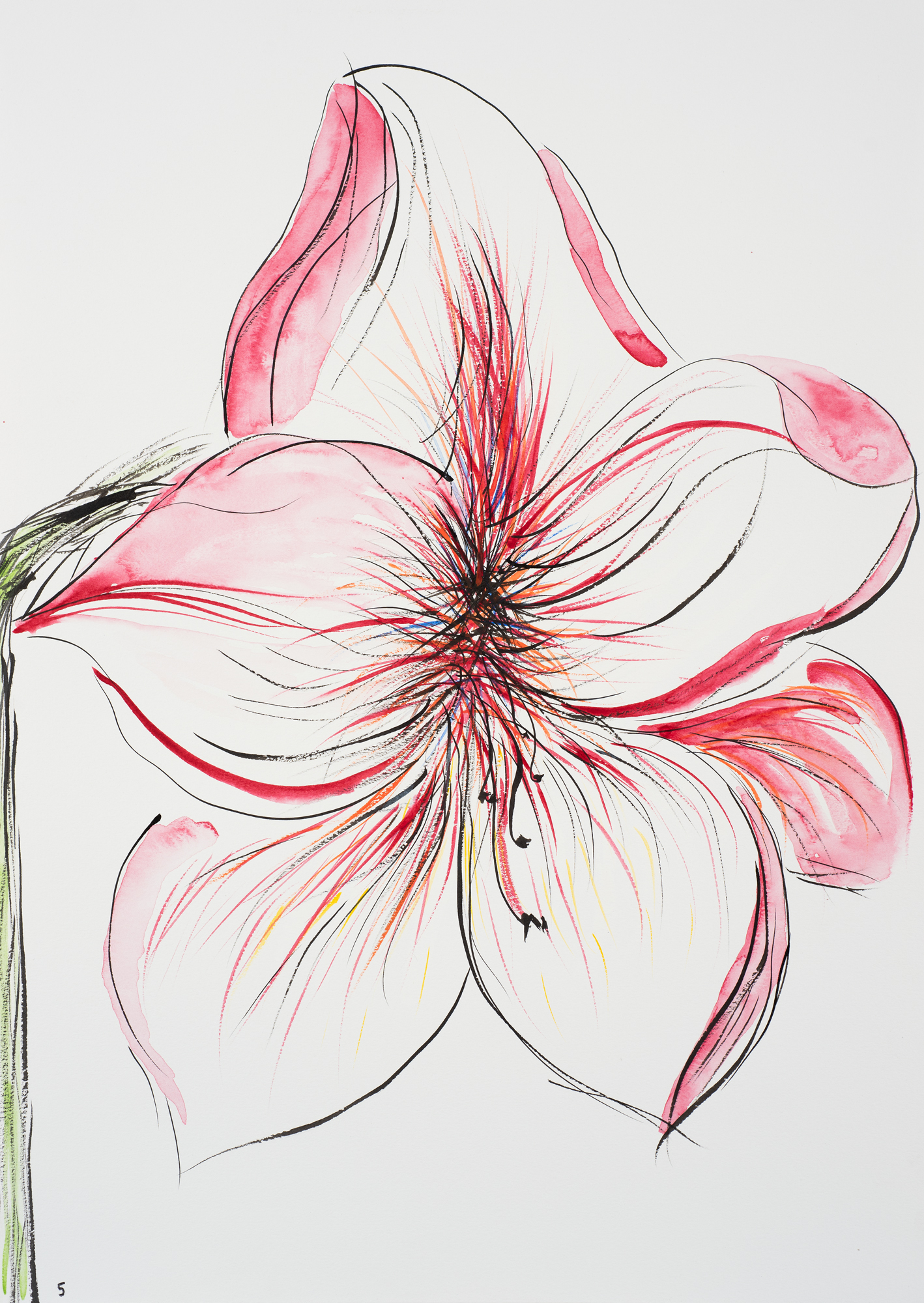 Hippeastrum 5