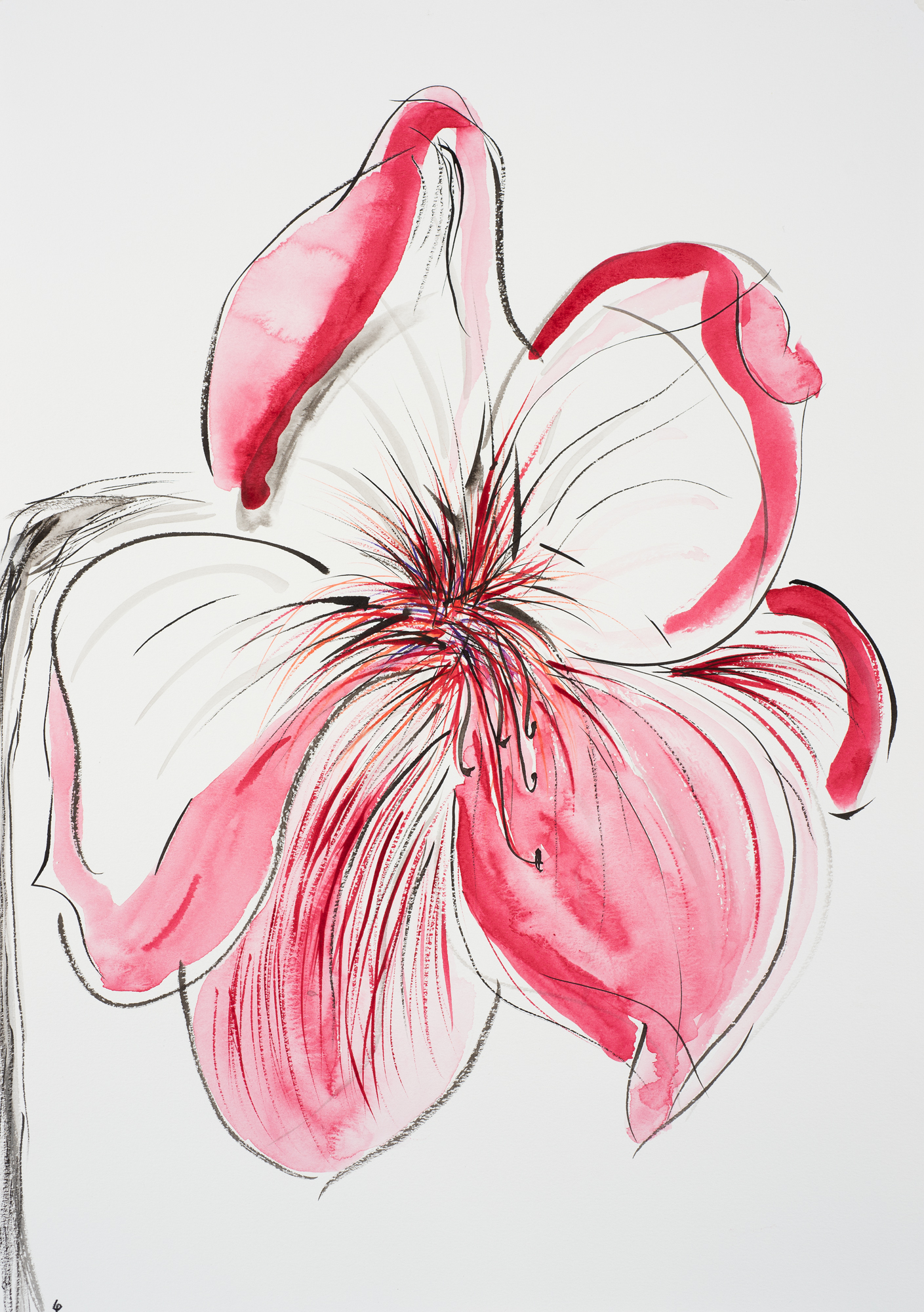Hippeastrum 6