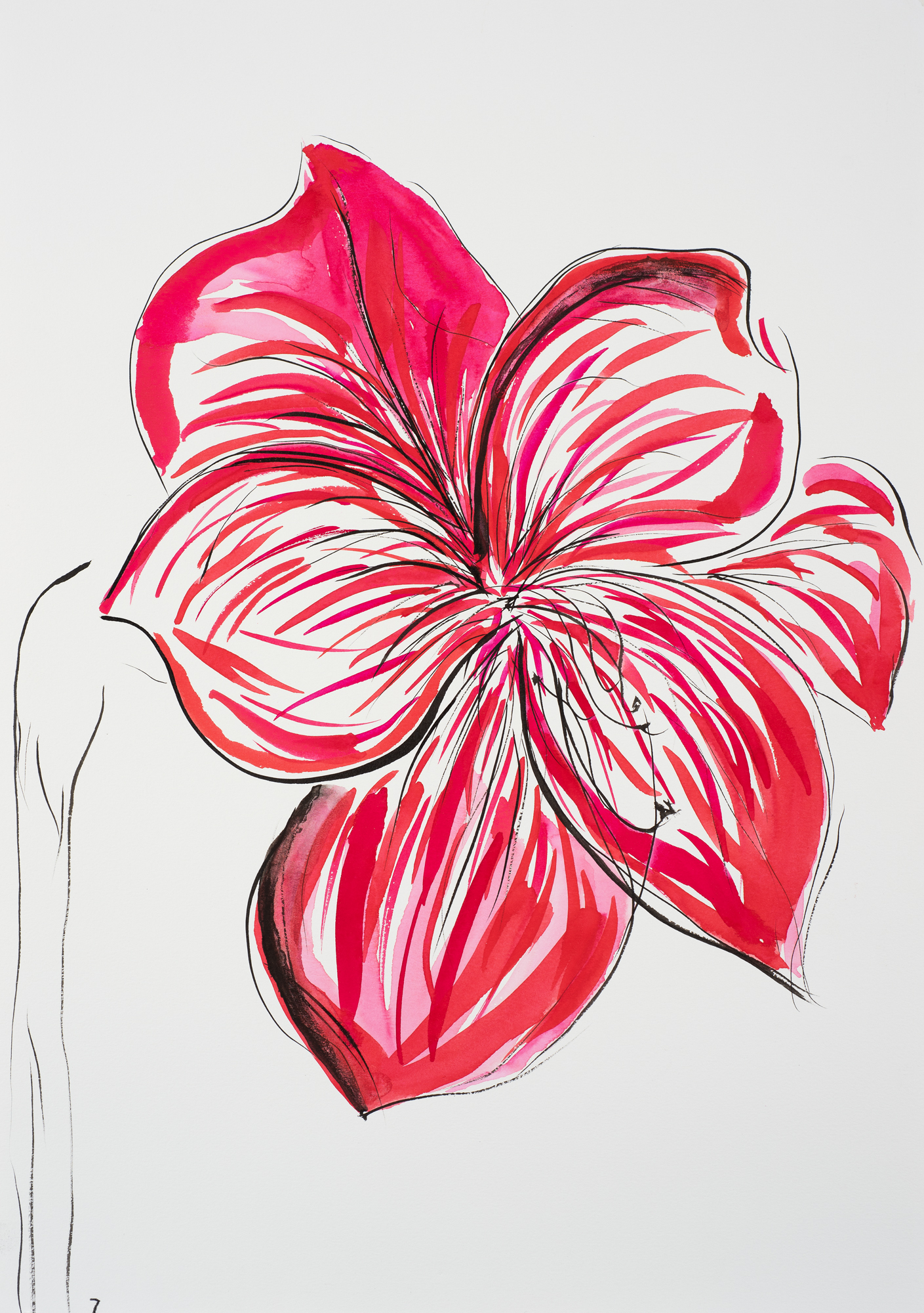 Hippeastrum 7