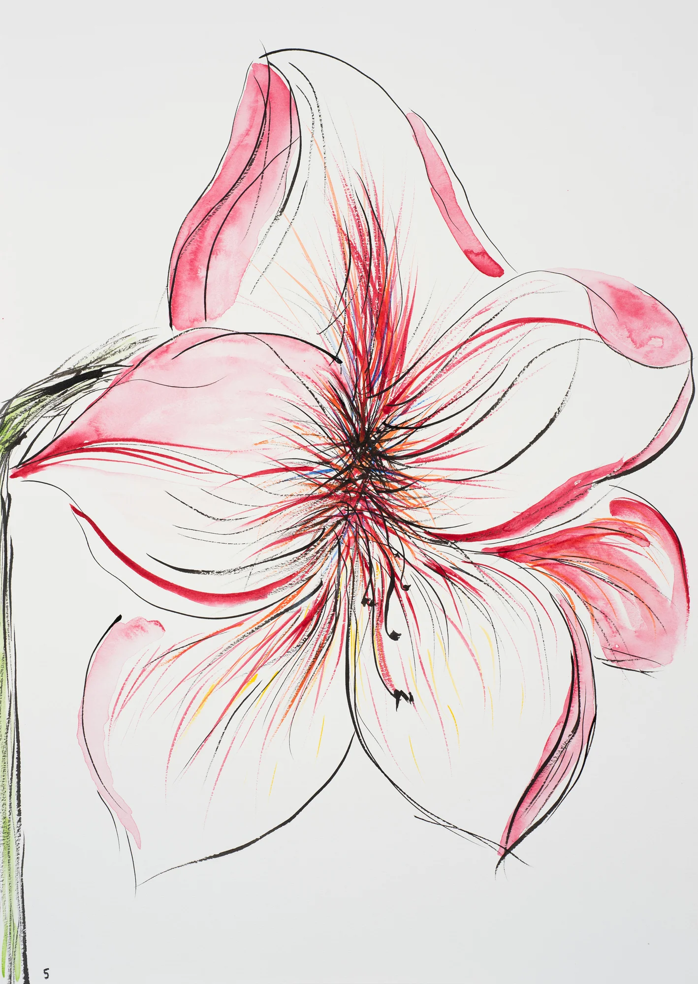 hippeastrum 5.jpg