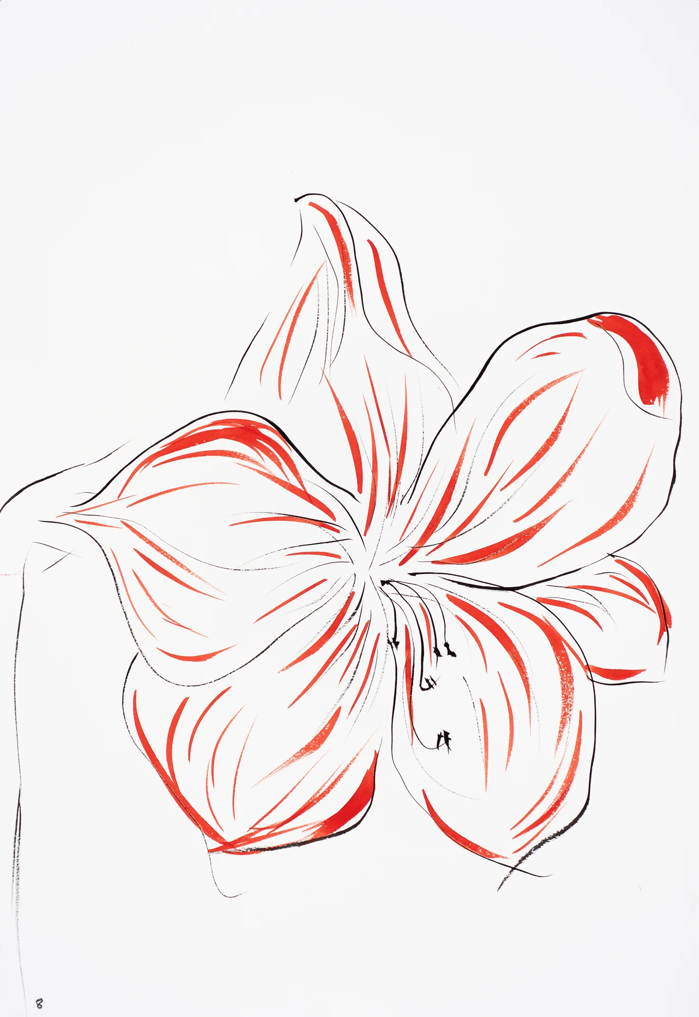 55.jpg Hippeastrum 8 2017 - helen carmody.jpg