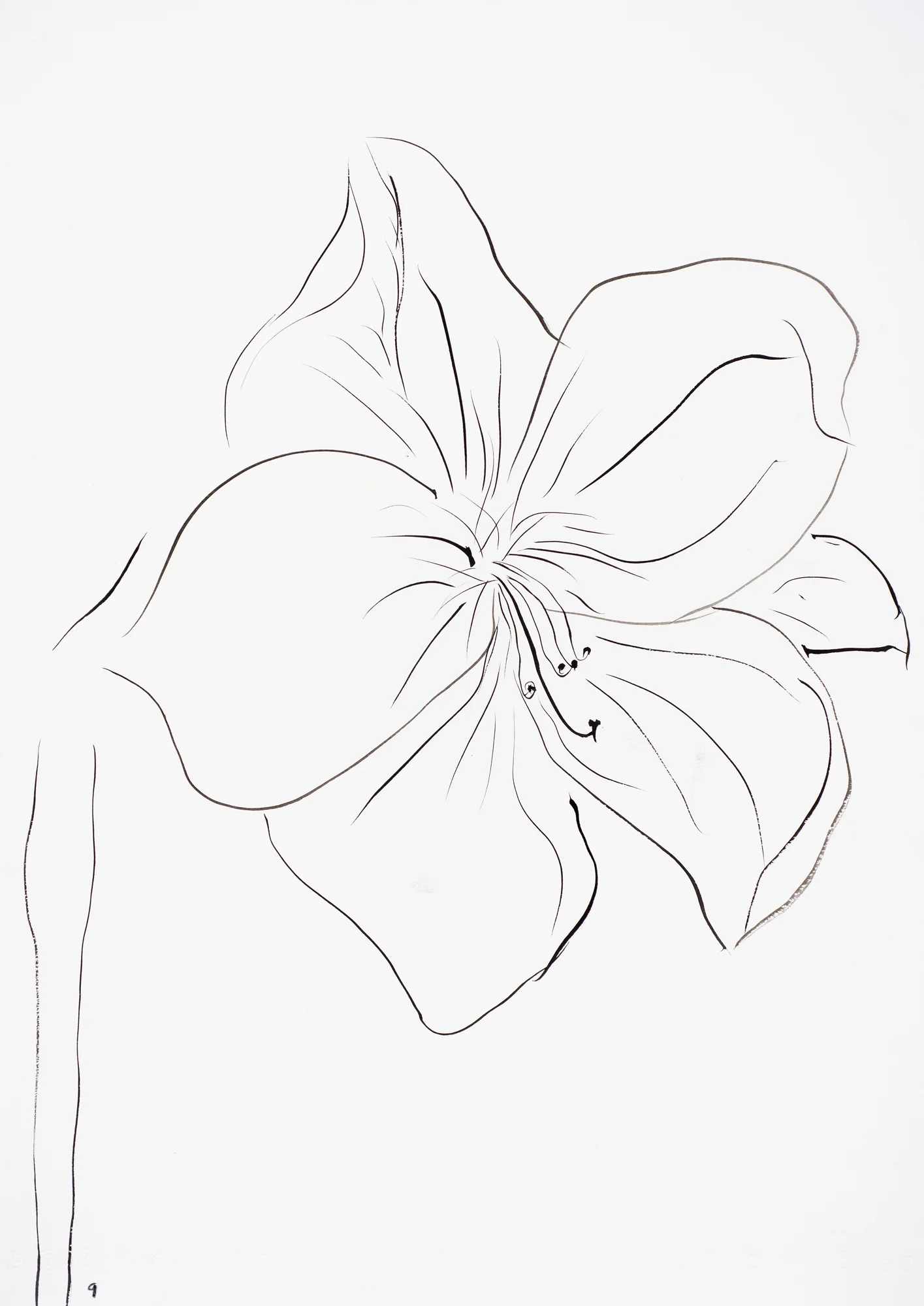 54.jpg Hippeastrum 9 2017 - helen carmody.jpg