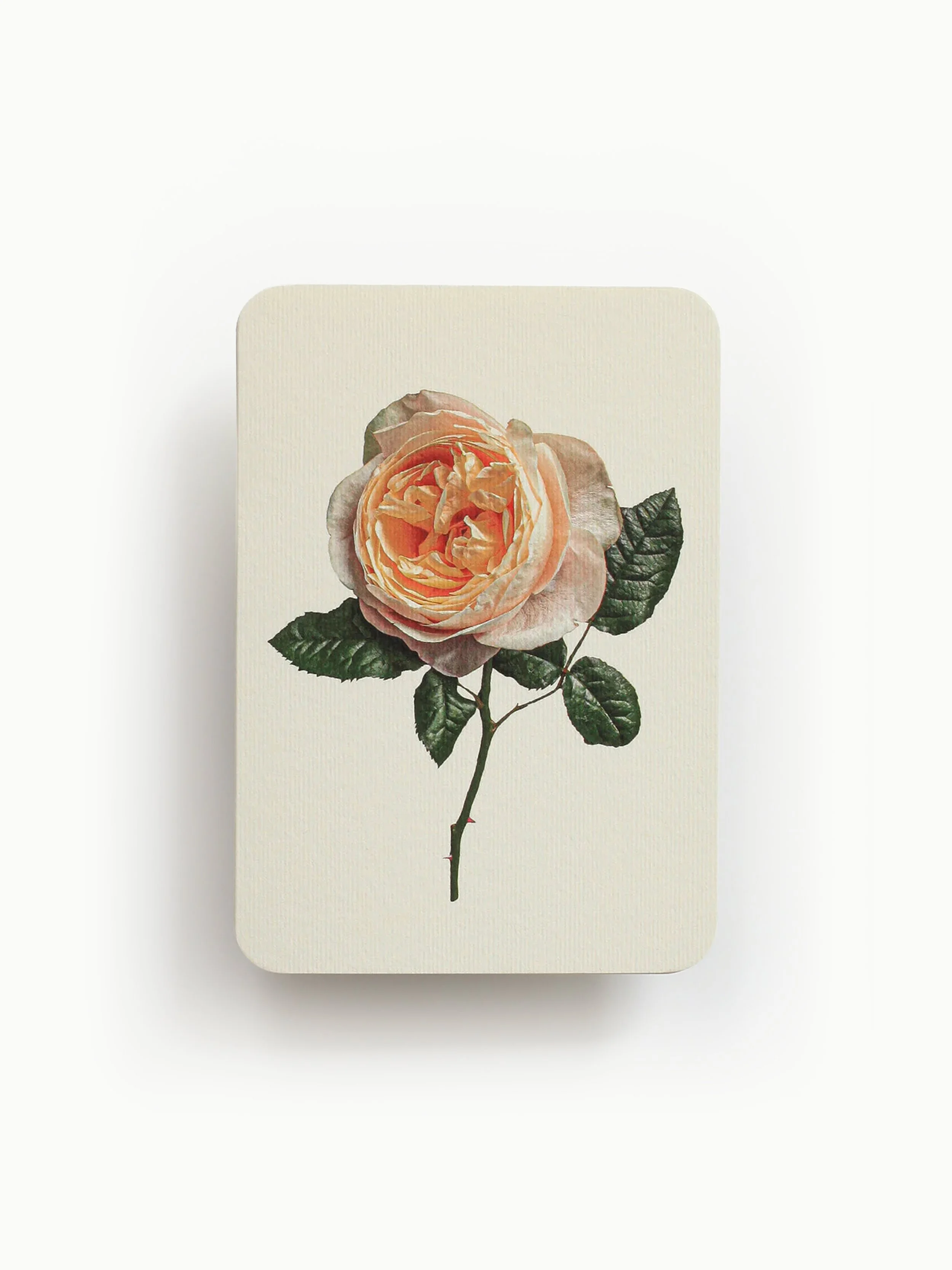 Canonbury Press - Soft Peach Rose greeting card