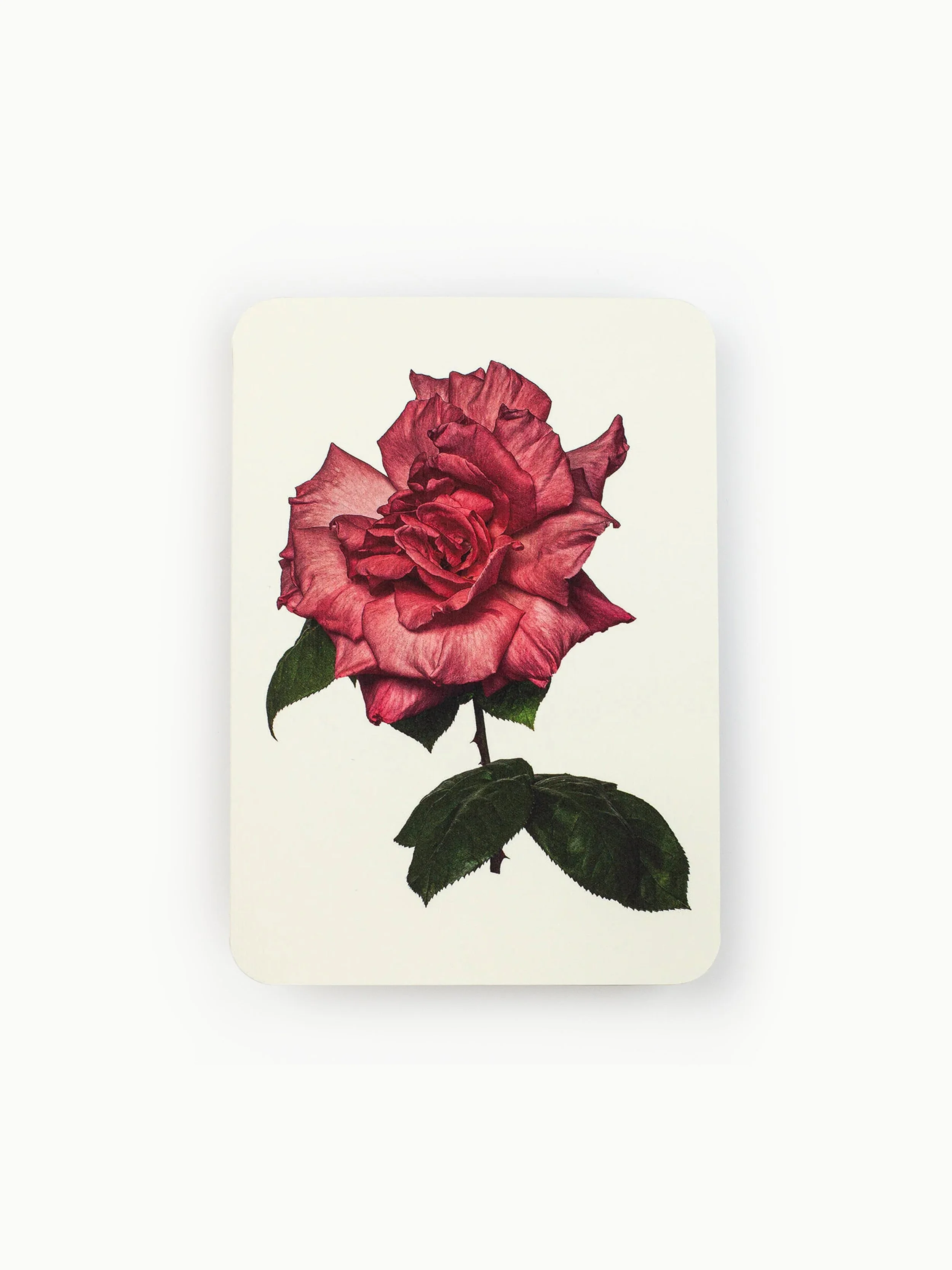 Canonbury Press - Garden Rose greeting card
