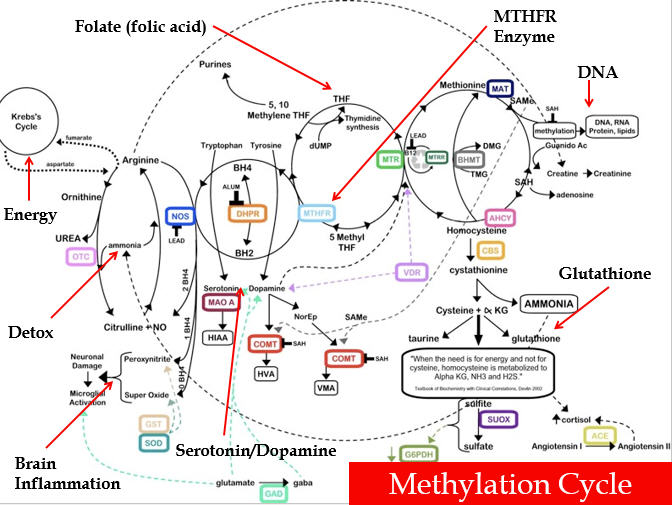 methylation_ca-presentation.jpg