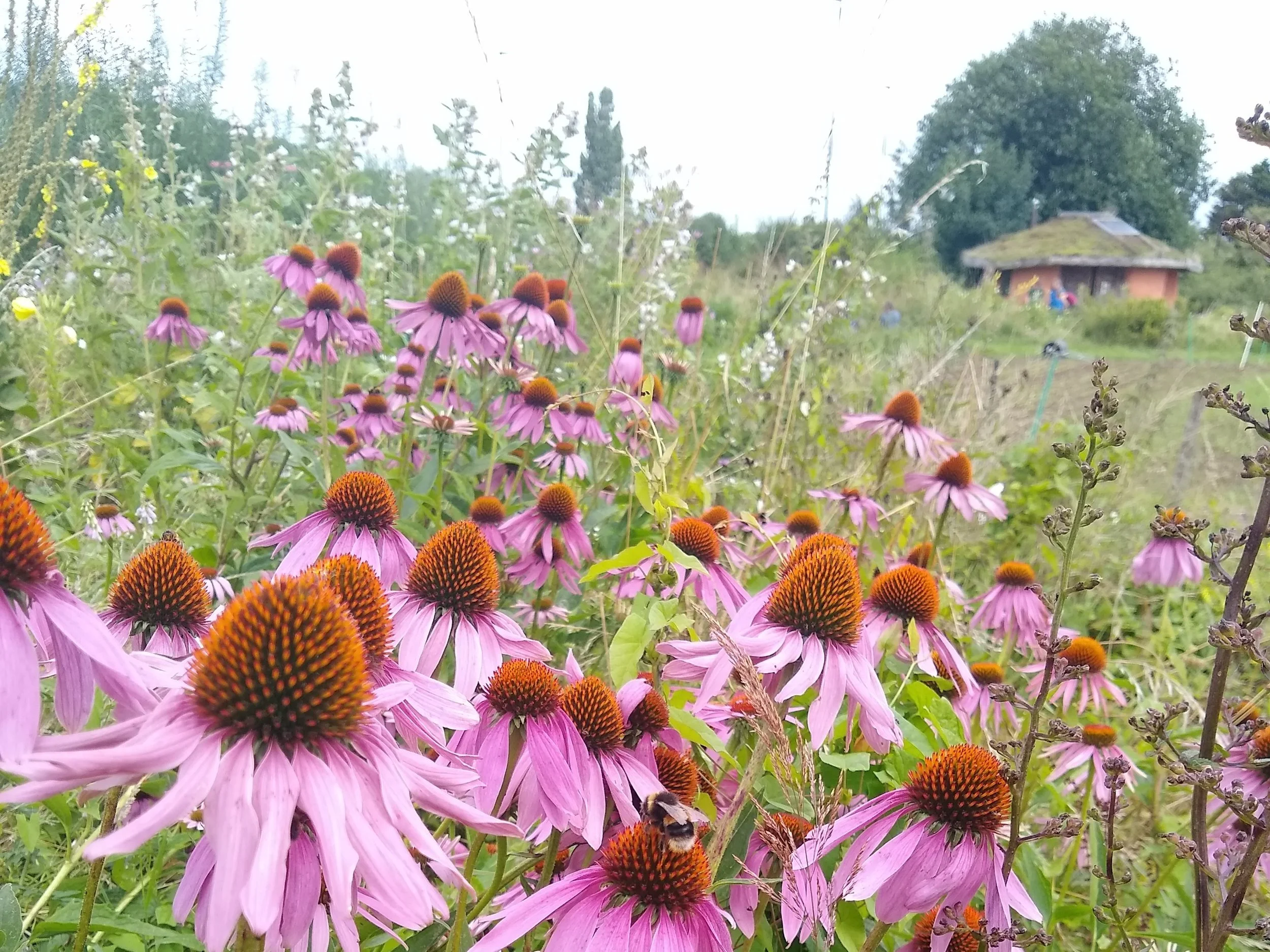 A field of purple coneflowers with a bee collecting nectar, with a house and trees in the background.