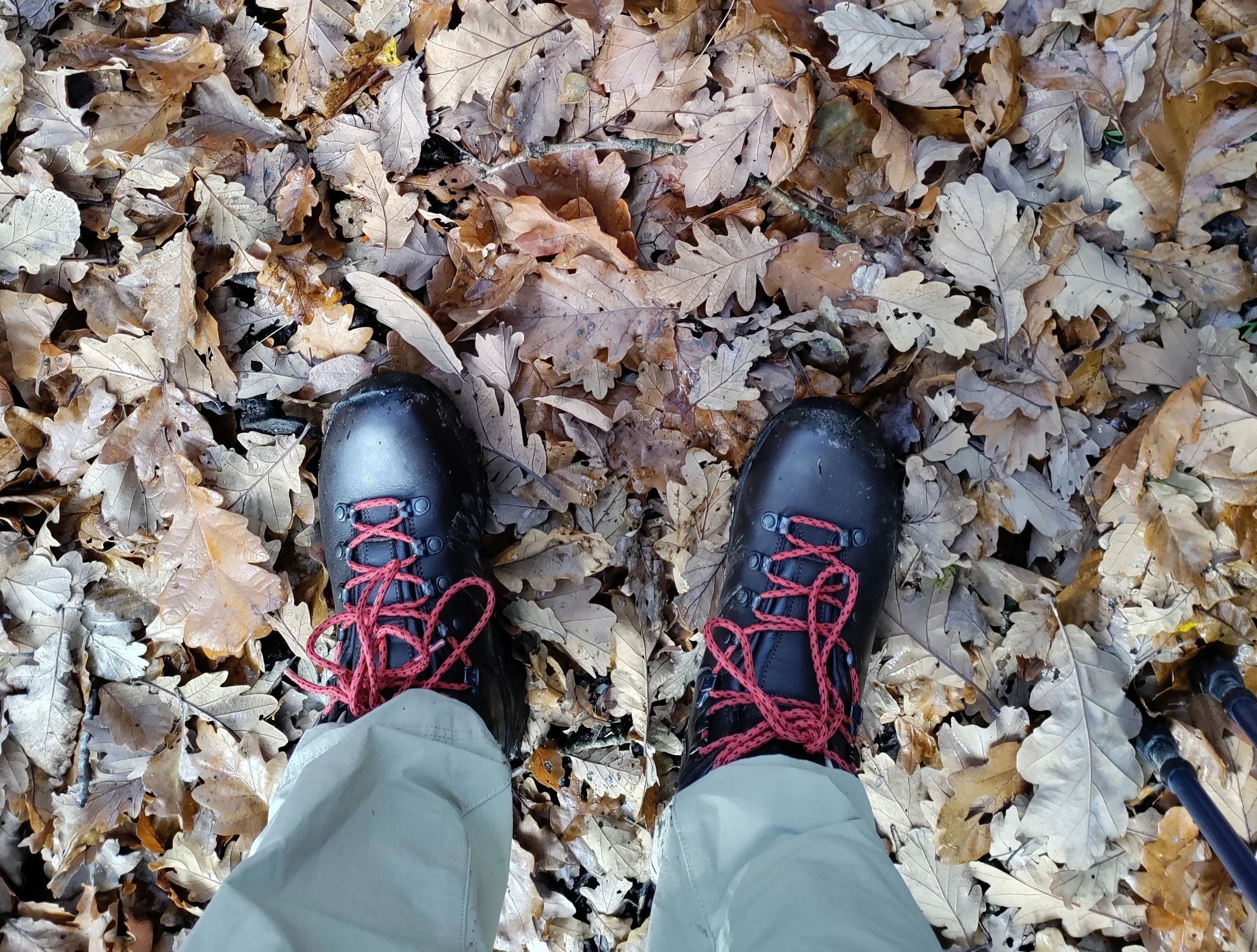 View of black hiking boots with red laces standing on dry brown fallen leaves, with khaki pants and trekking poles visible.