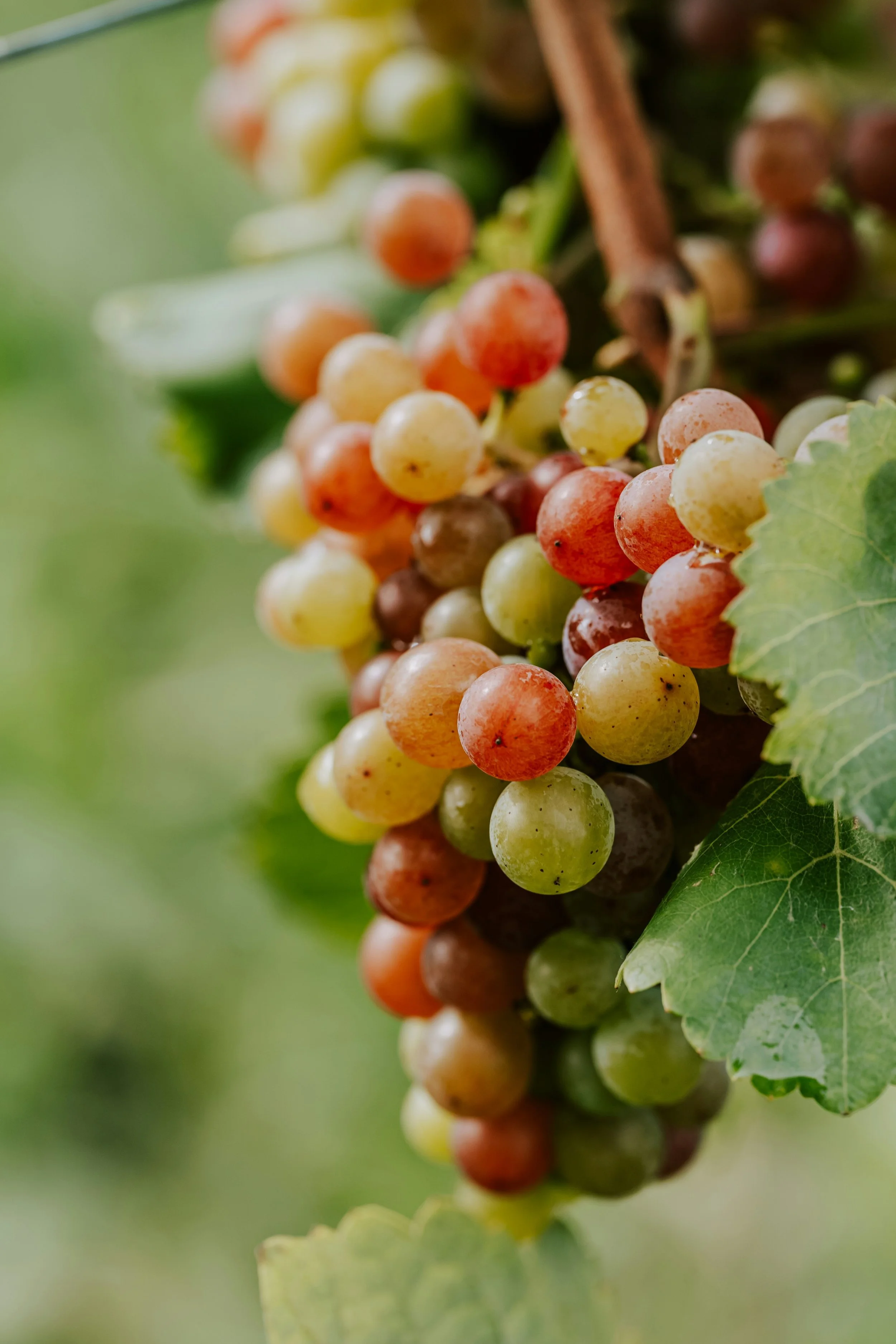 East Malvern Food + Wine Festival