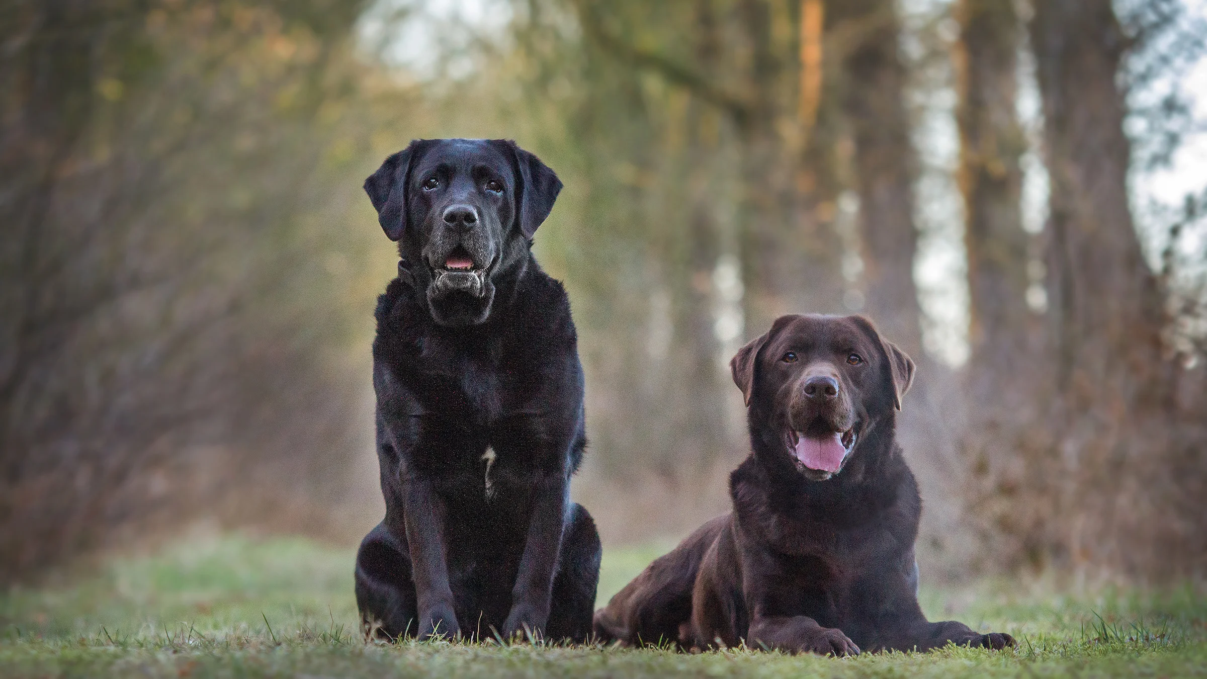 Dierenfotografie - Tips voor het kiezen van een locatie