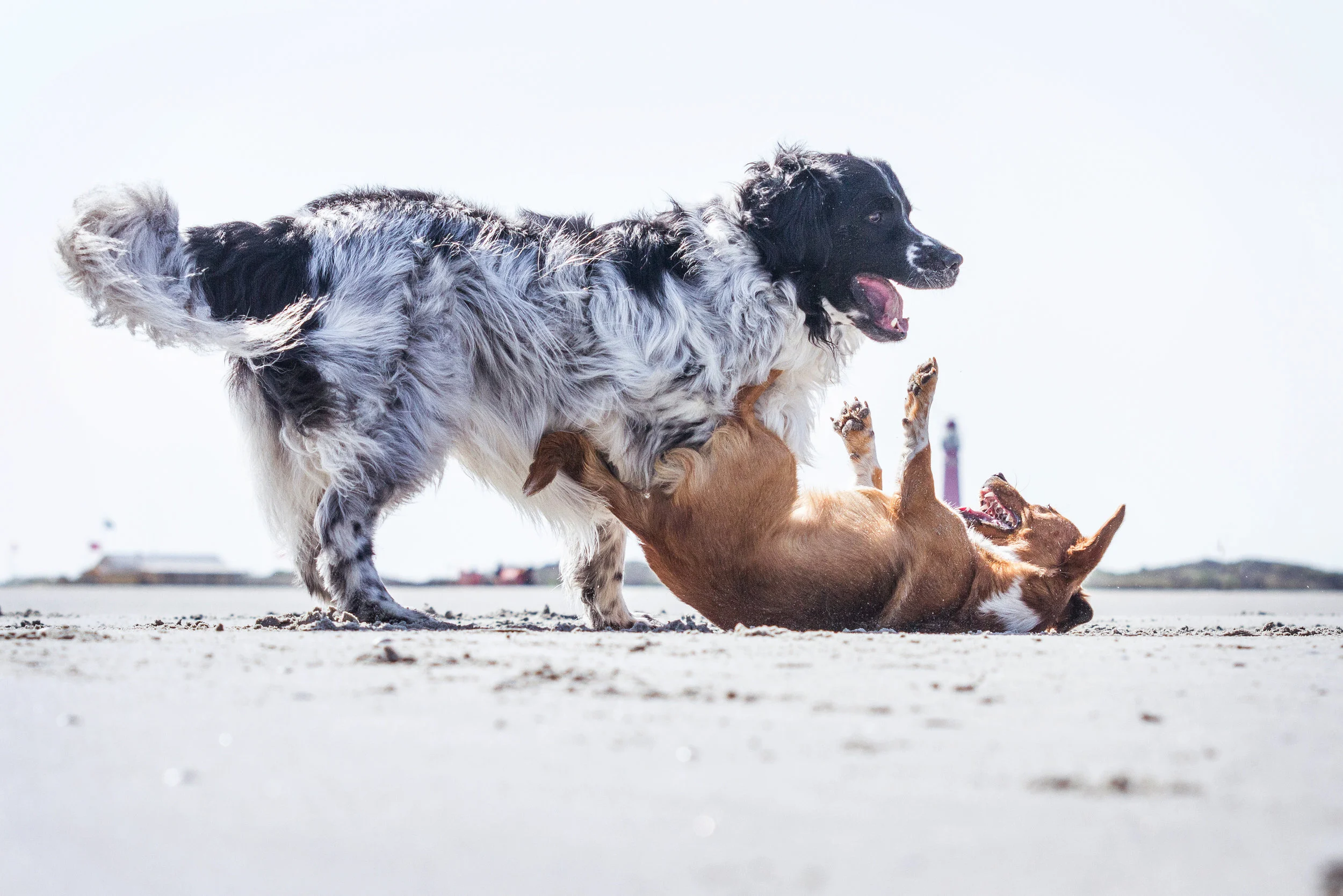 Hondenfotografie - uitwaaien met je hond op de waddeneilanden