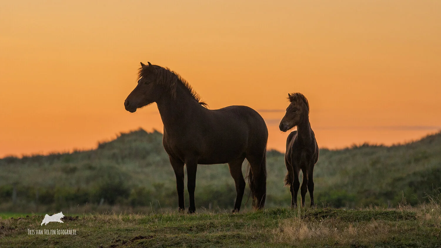  Dierenfotograaf Iris van Velzen vanaf 20 mei weer op pad voor fotosessies