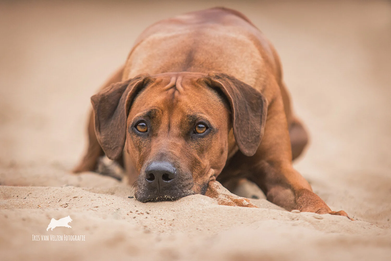 Mijn favoriete Hondenfilms