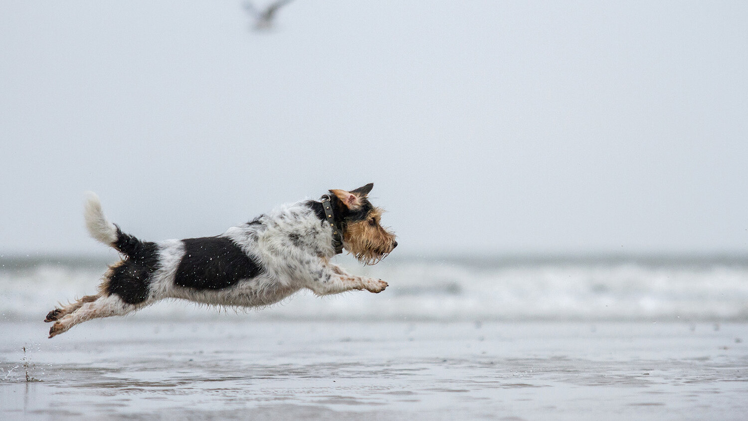 Het Honden in Nederland boek project afgerond! Iris van Fotografie