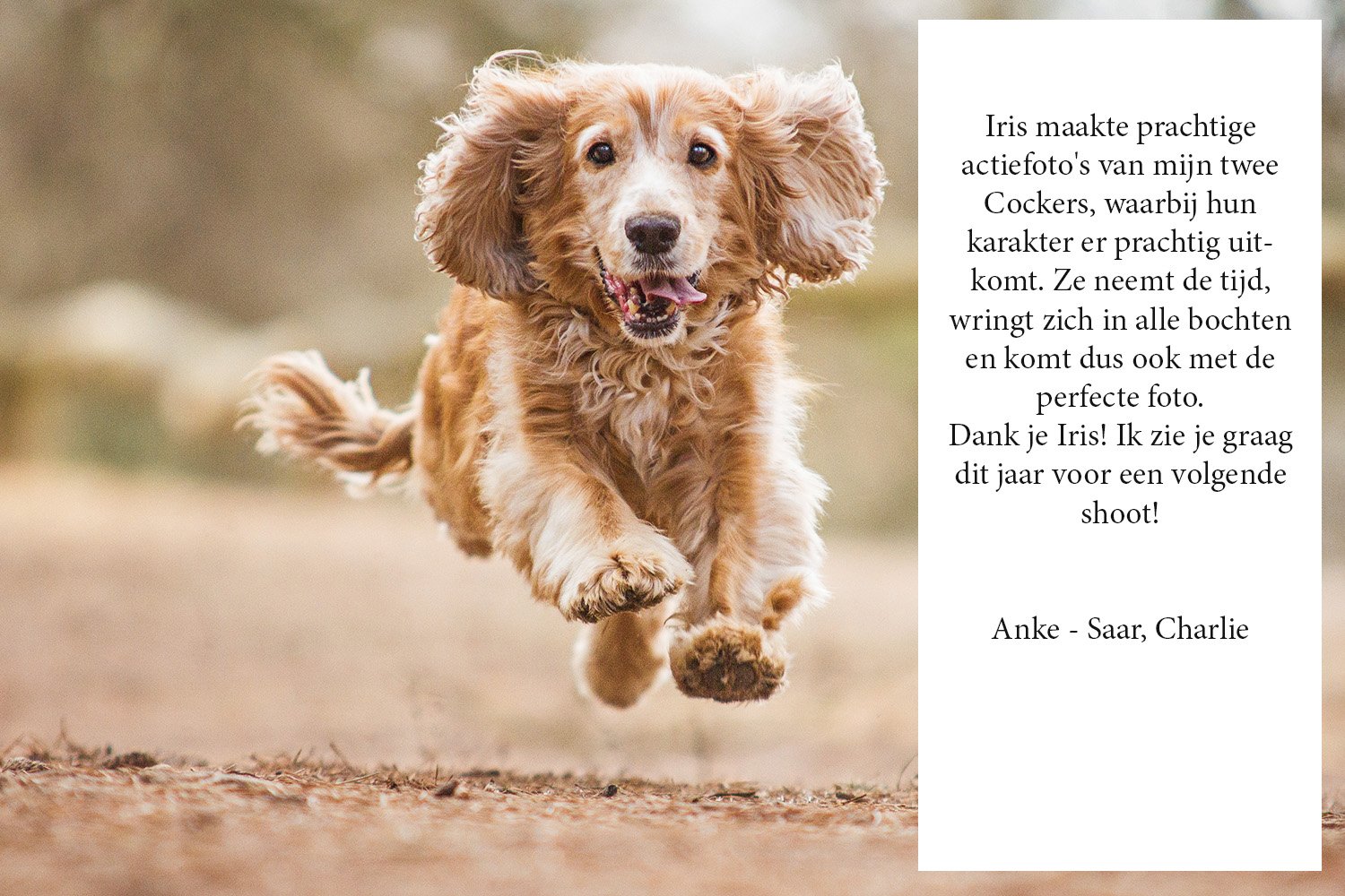 CockerSpanielhondinactieDeLutte_9216-review.jpg