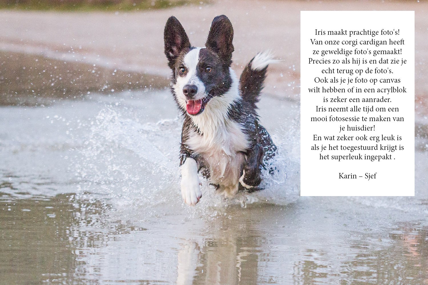 CorgihondinhetwaterDwingeloo_9638-review.jpg