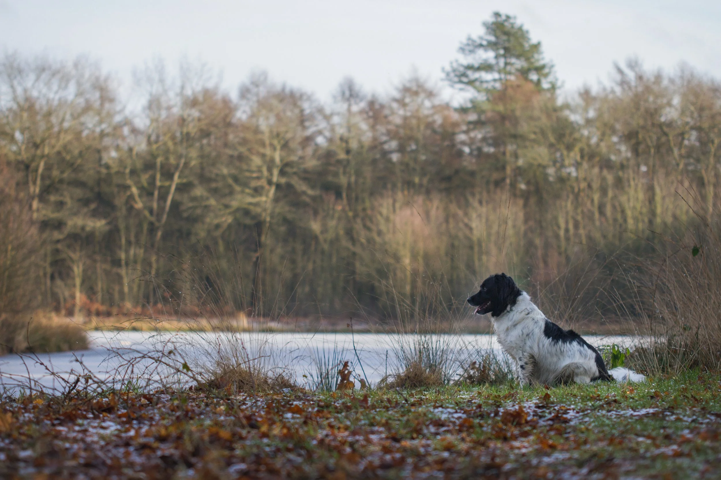 Wandelen met de hond in de regio Westerwolde, Provincie Groningen