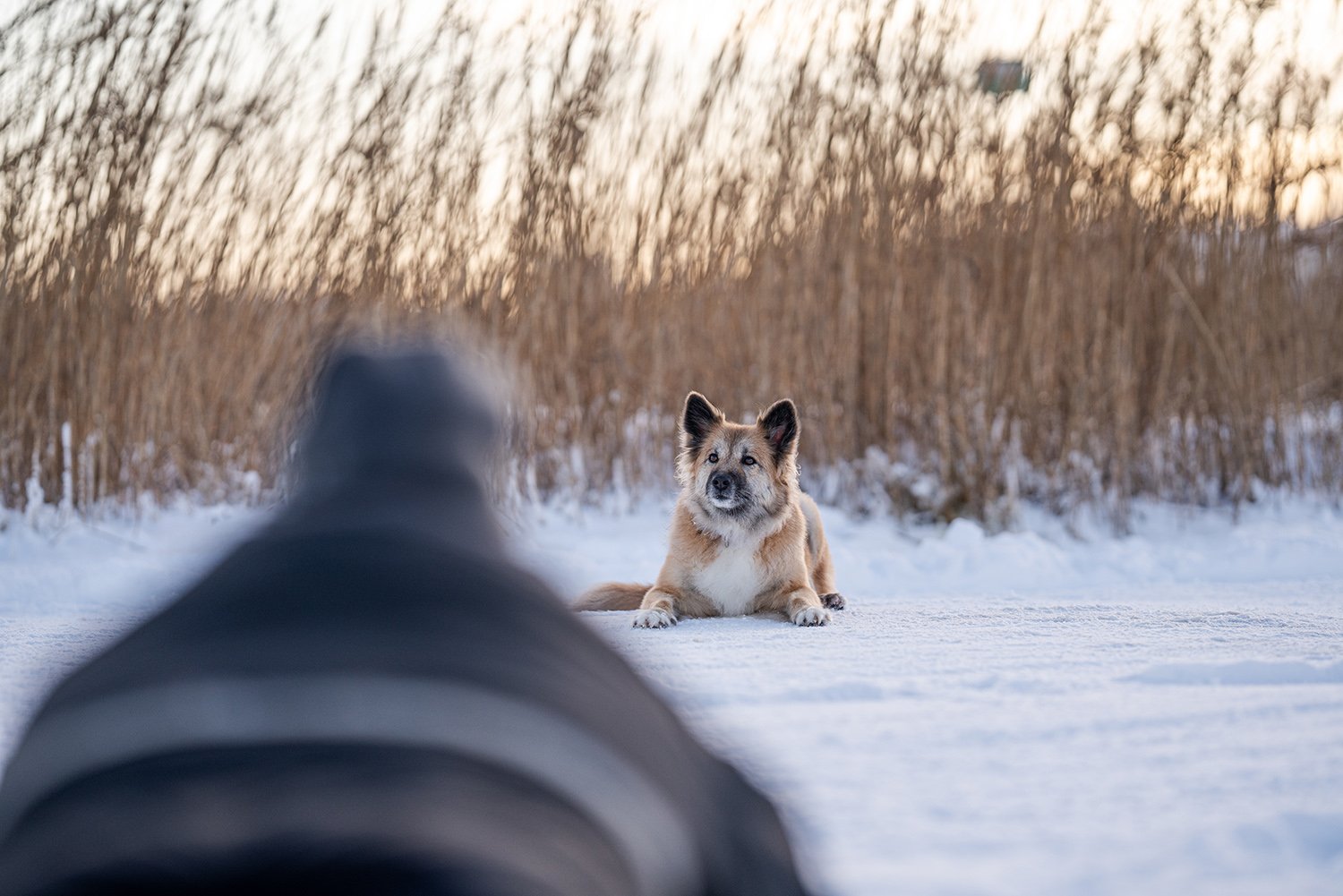 FotosessieIJslandsehondenDenemarkenbts-02336-Irisinactie.jpg