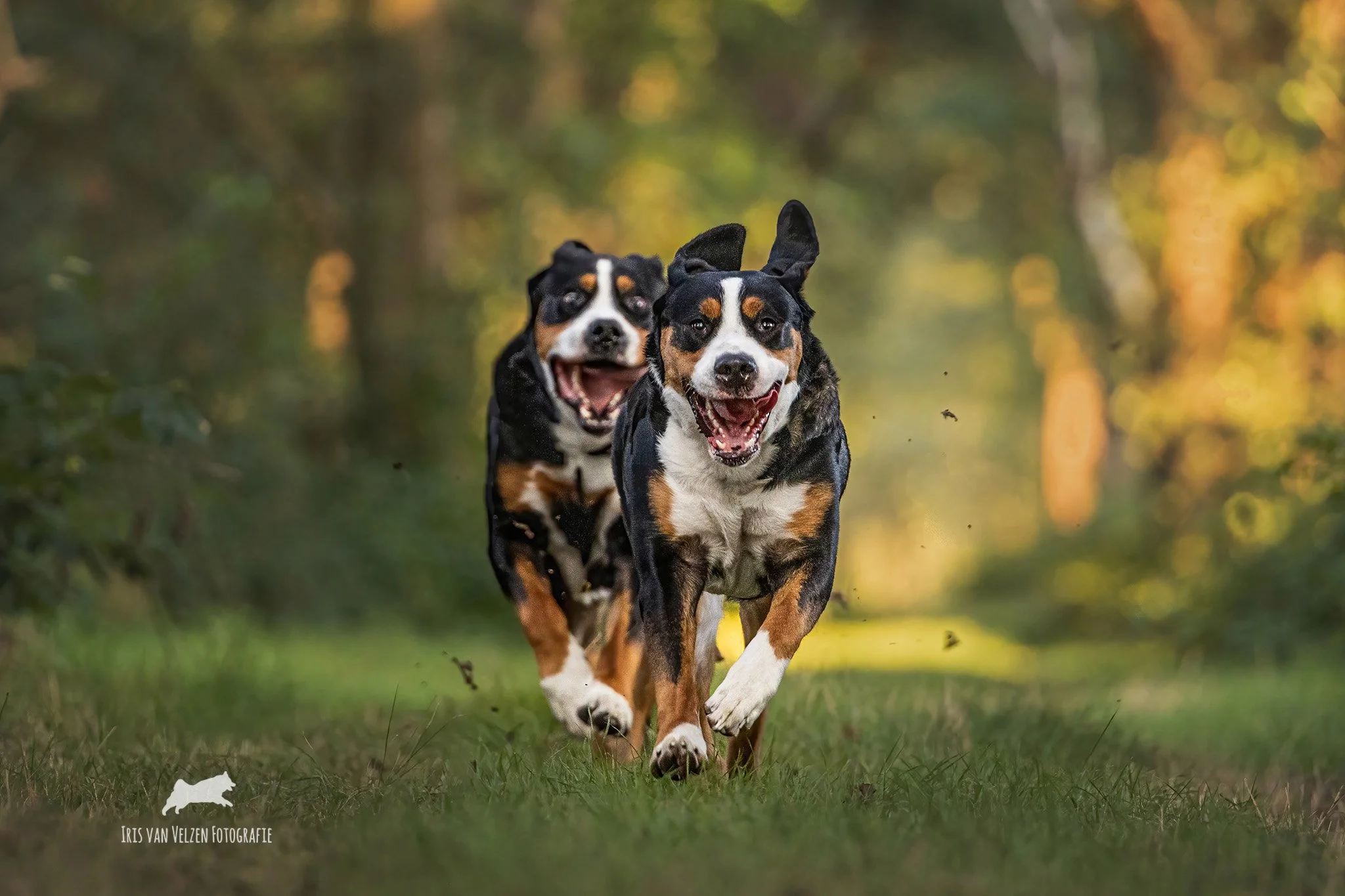 GroteZwitserseSennenhondeninactieYdeDrentheIrisvanVelzenFotografieDierenfotograaf_0678-2048logo.jpg