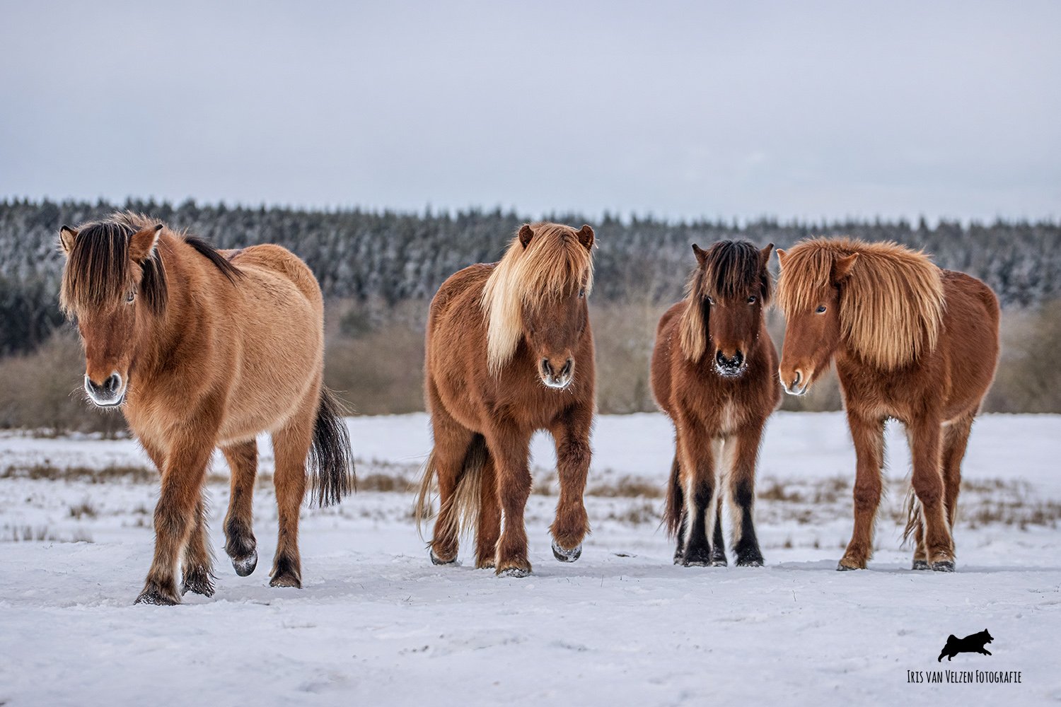 Abroad - Denemarken