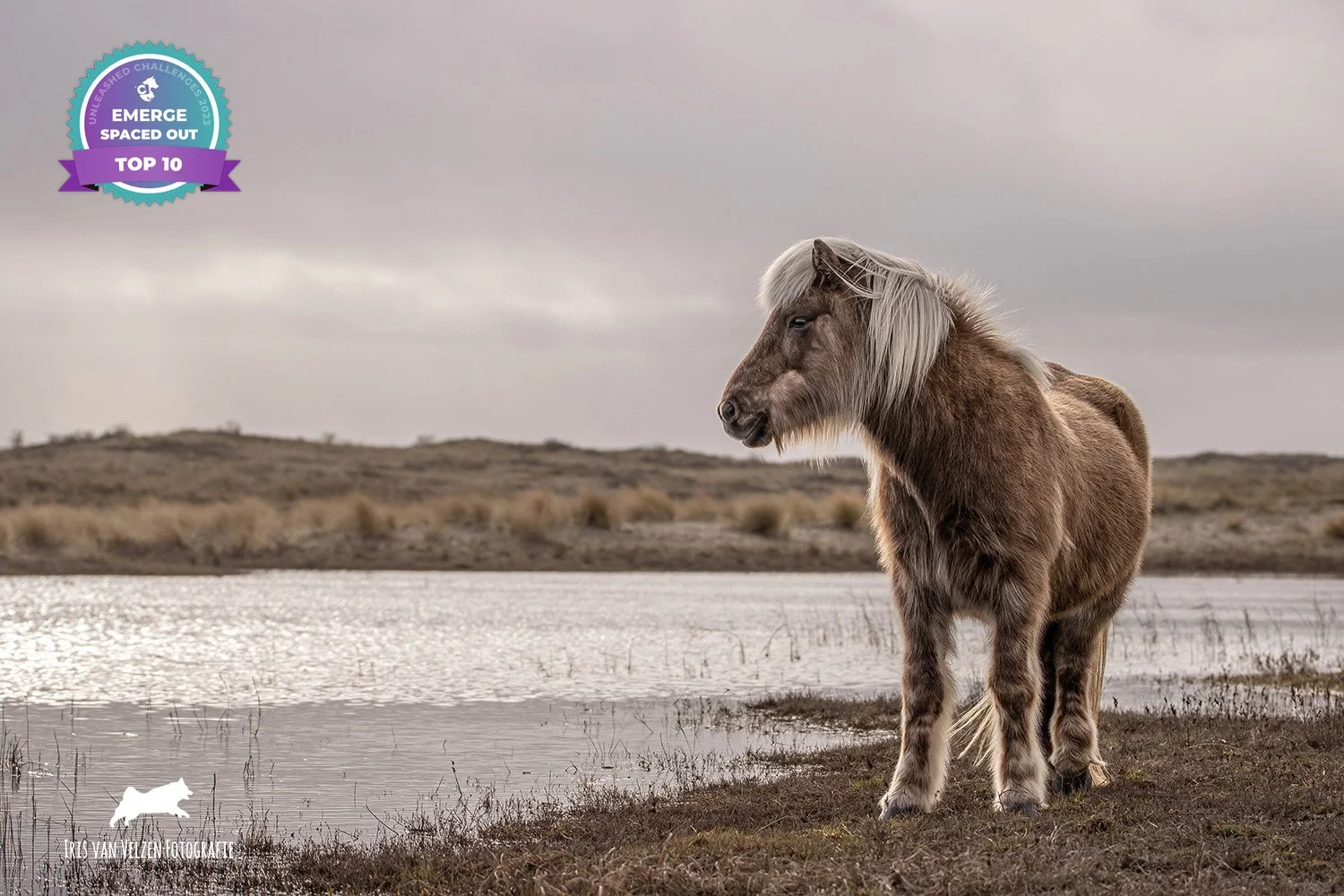 IcelandichorseTerschellingSpaced Out_1470-logotop10.jpg
