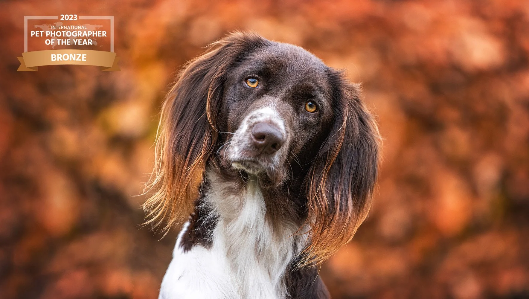 DogPortraitSmallMünsterlanderautum_9455-IrisvanVelzenFotografieDierenfotograaf.jpg
