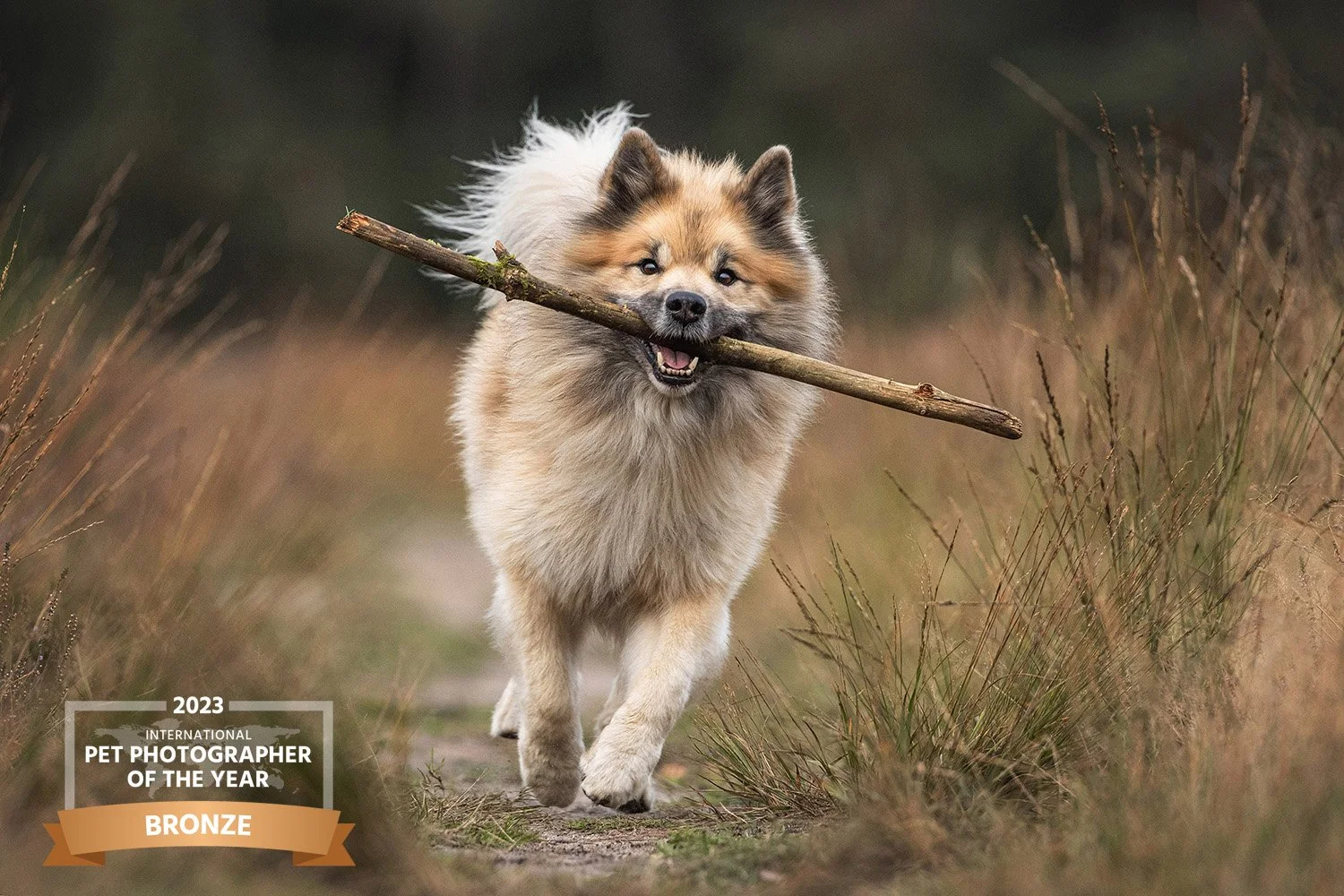 IcelandicsheepDoginactionwithstick_8737-IrisvanVelzenFotografieDierenfotograafBourtange.jpg