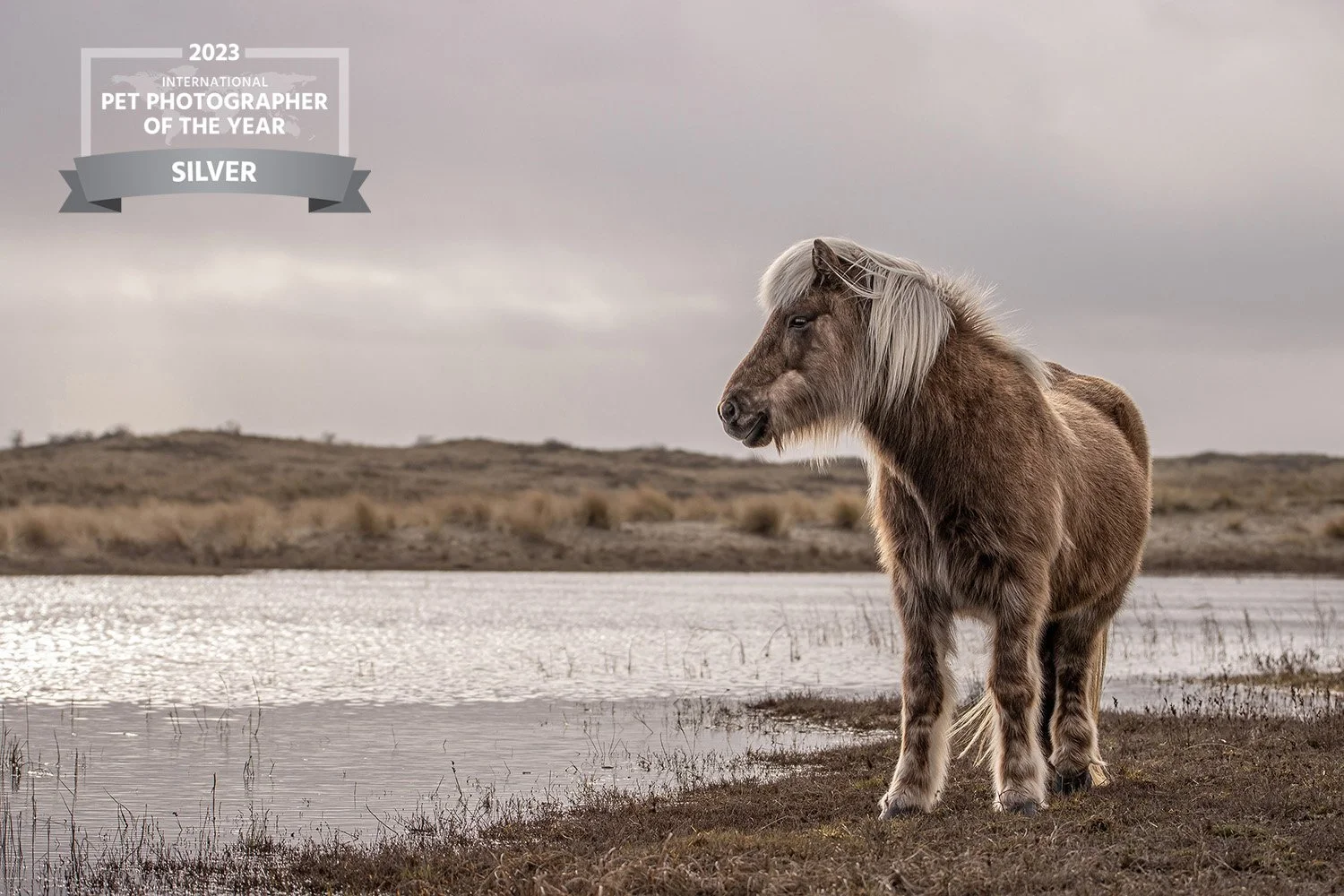 PortraitIcelandicHorseDunesTerschelling_1470-IrisvanVelzenFotografieDierenfotograafBourtange.jpg