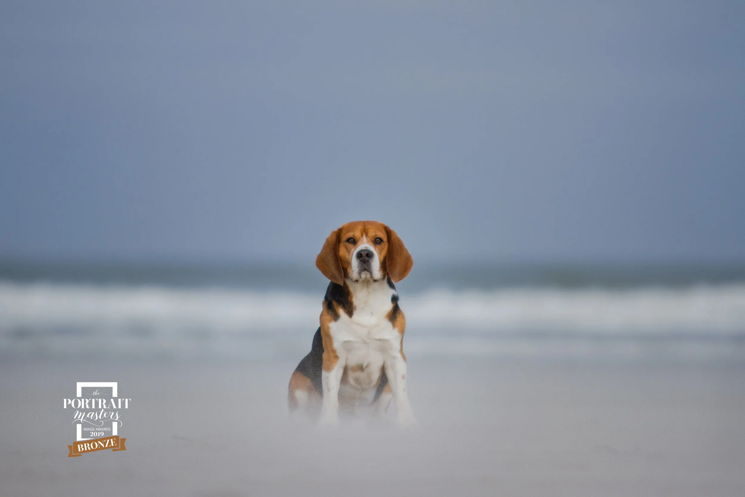 BeaglehondDarinstrandTerschelling_7720-PortraitMastersAwards2019.jpg