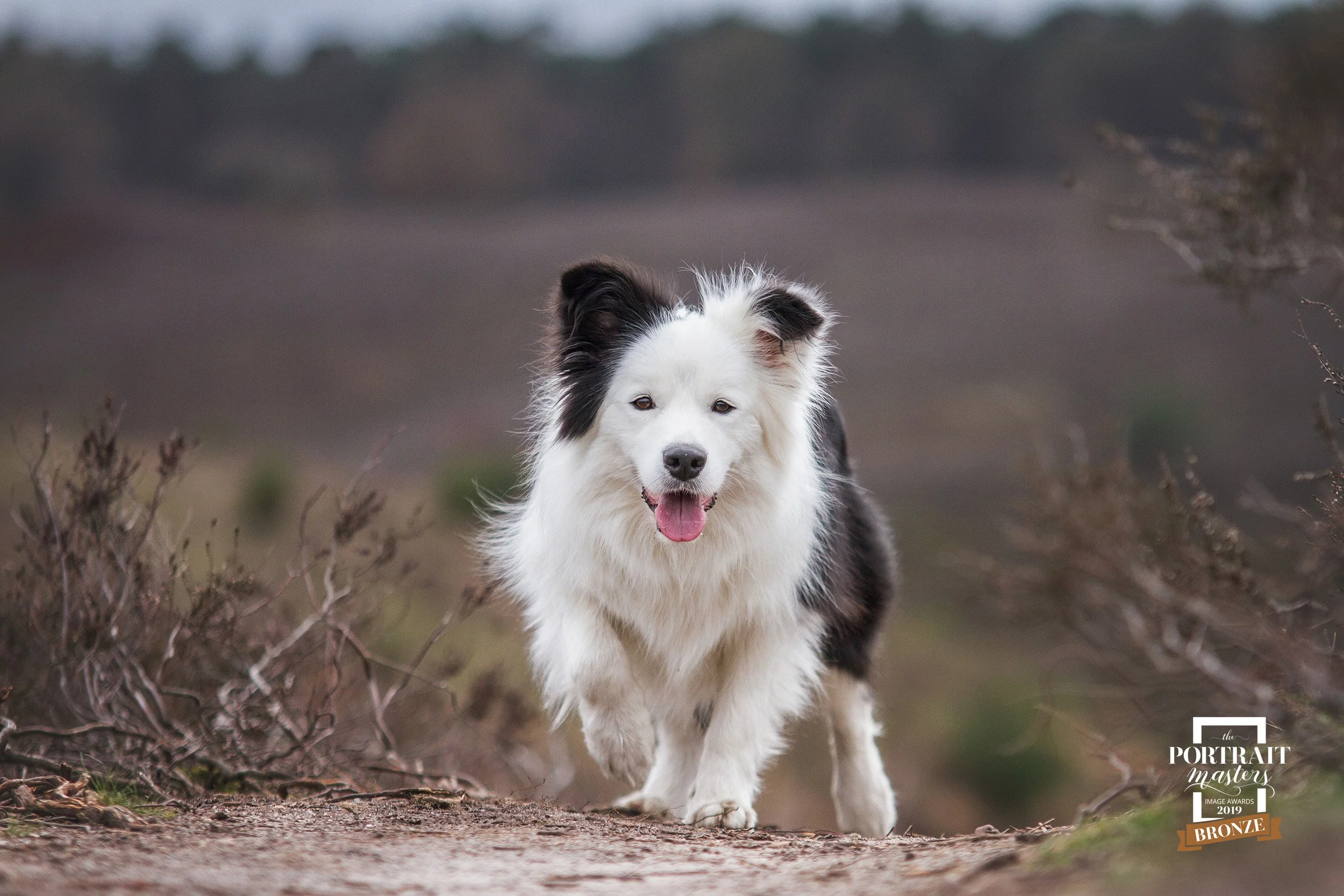 BorderColliehondinactieopdeheiVeluweNederland_0855PortraitMastersAwardsBronze.jpg