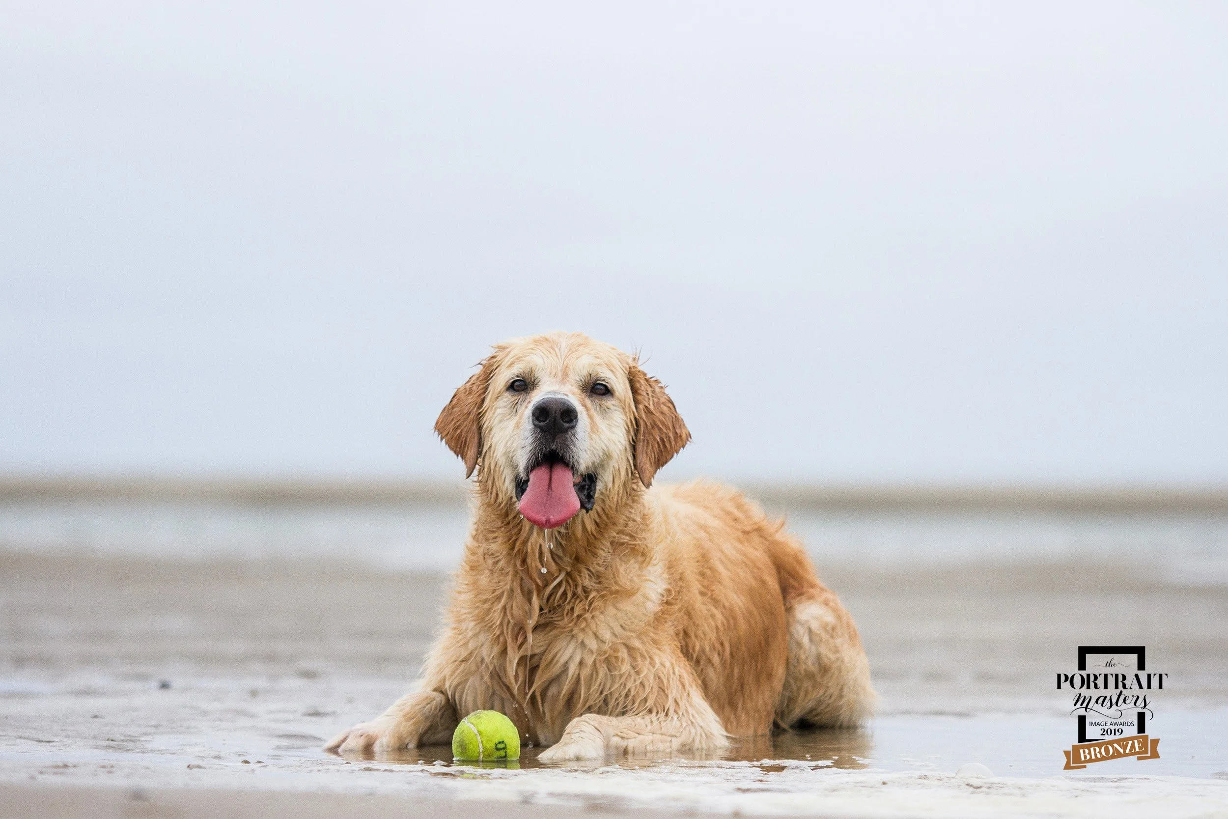 hondLexstrandTexel_8311-PortraitMastersAwardsBronze.jpg