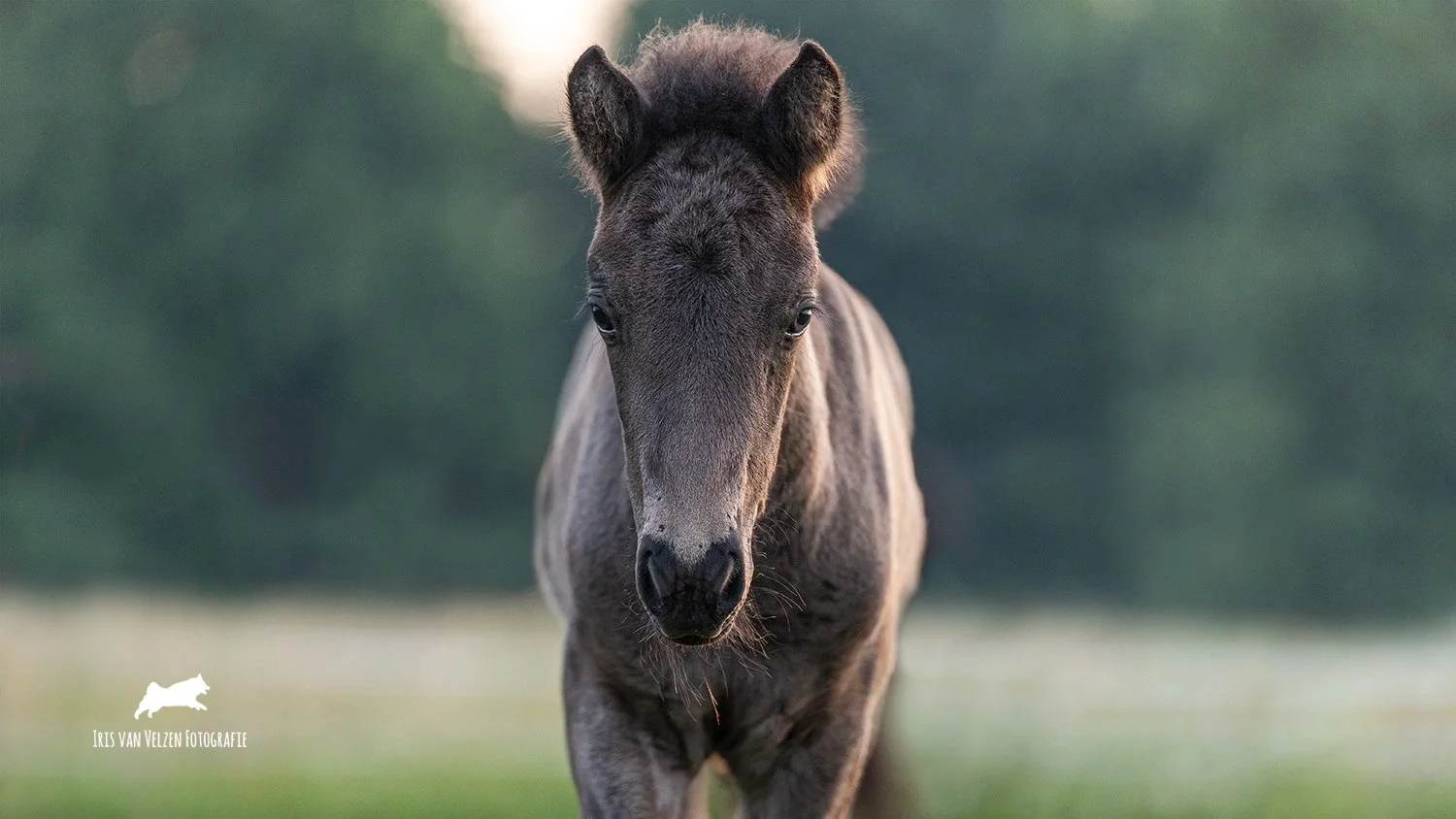 IrisVanVelzenFotografie-GípavomMelmmoor2025__6522-logo.jpg