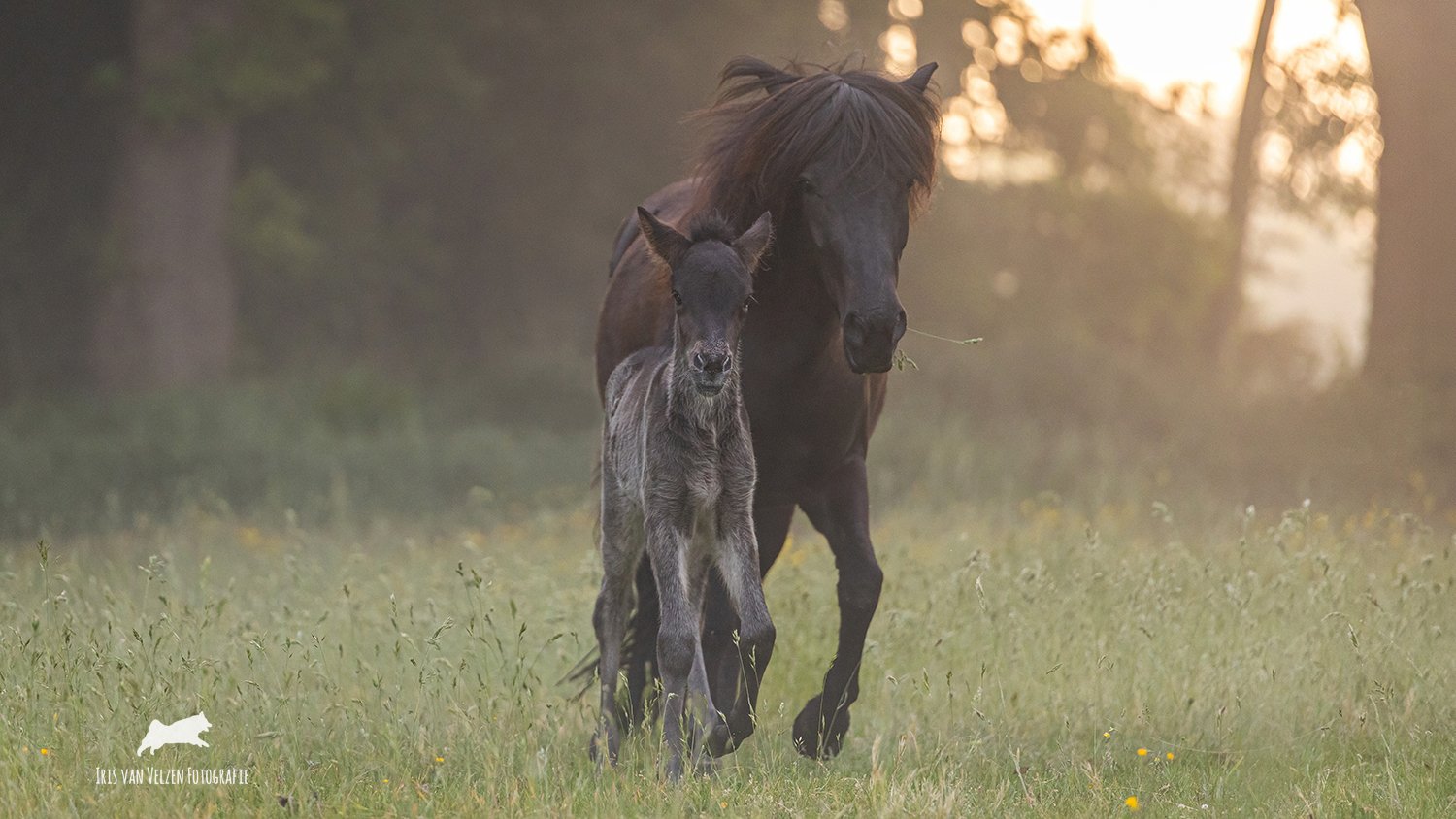 Dalvar &amp; Rokka van de Dwingelerveldstroom, Drenthe 