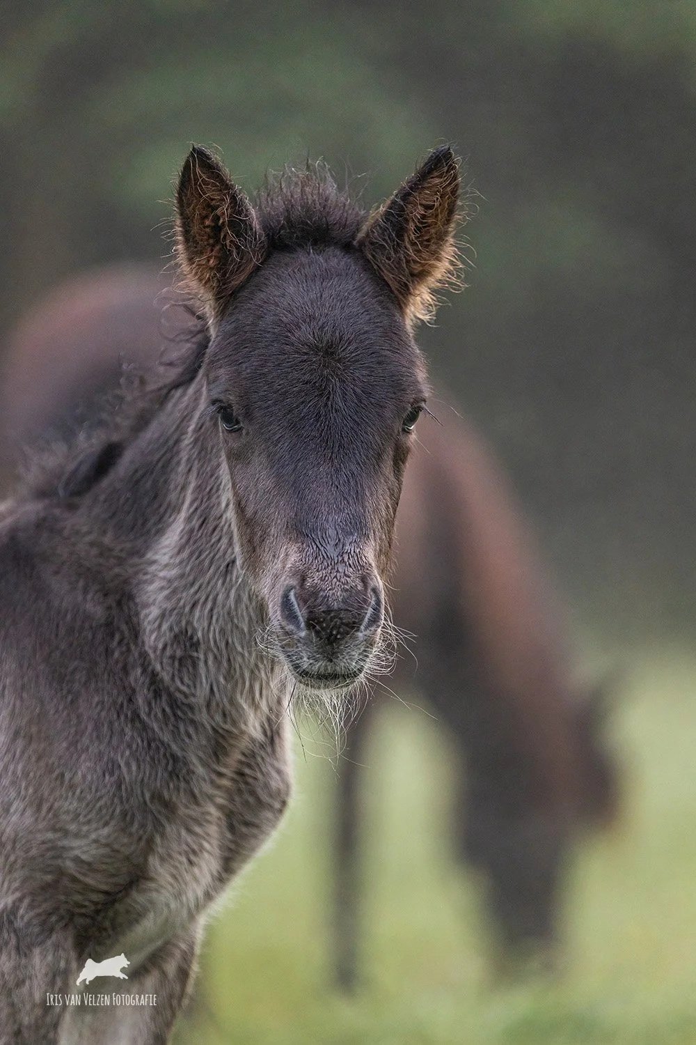 Dalvar &amp; Rokka van de Dwingelerveldstroom, Drenthe 
