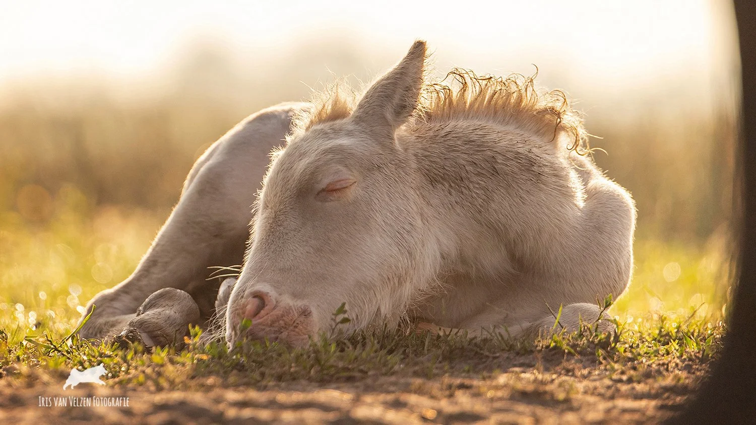 IrisVanVelzenFotografie-Thorvan'tPesiebad2025 _2425-logo.jpg