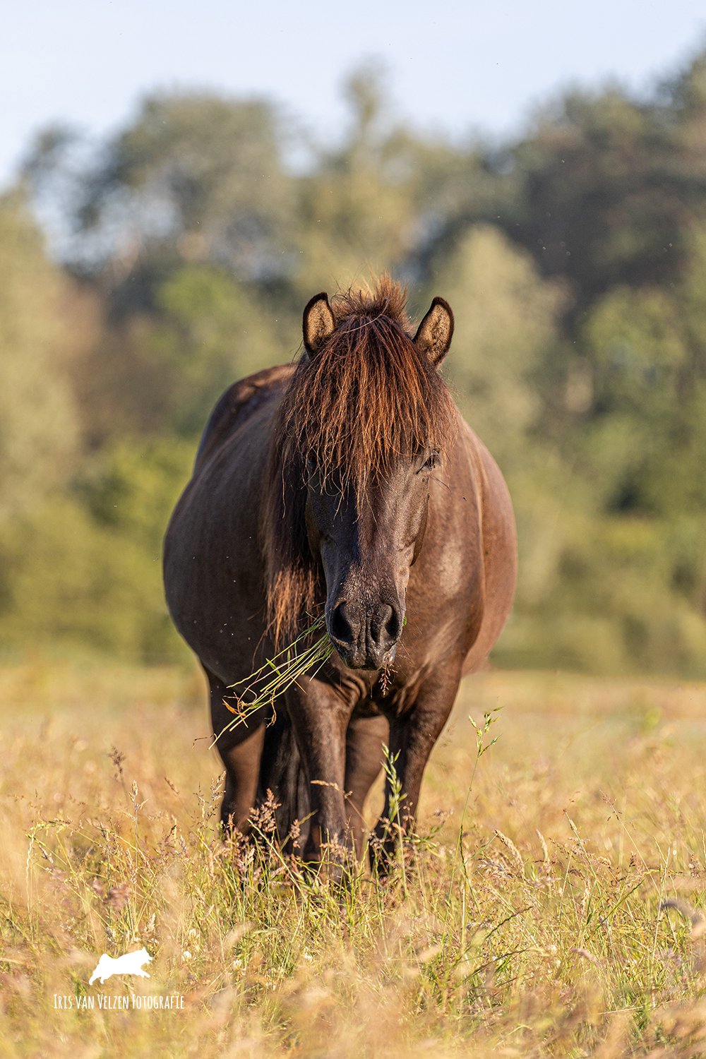 zIrisVanVelzenFotografie-_MG_6253 logo.jpg
