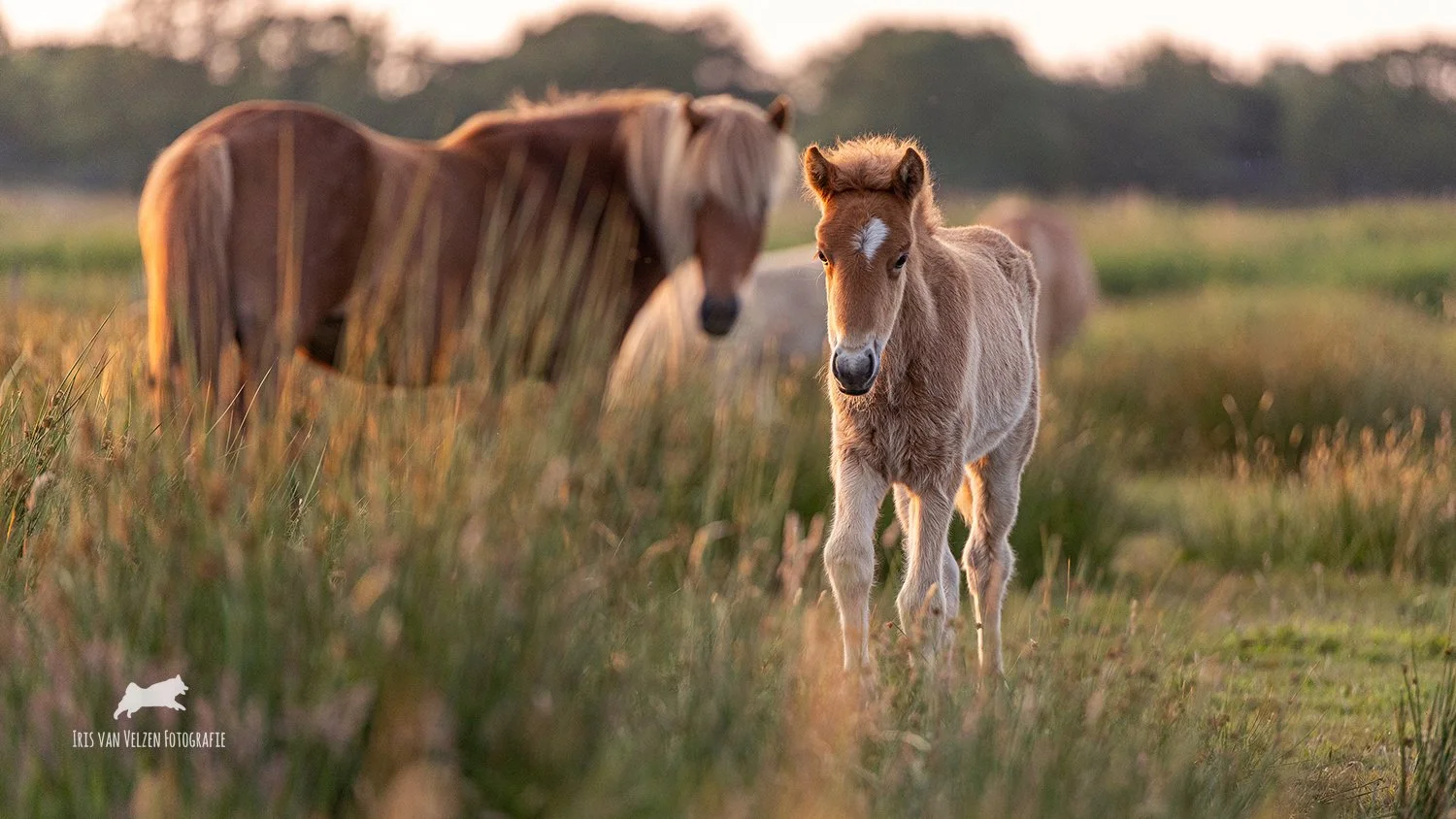 IrisVanVelzenFotografie-Viktoriafrá HafnarfirðiValentinavan'tPesiebad2025_9112-logo.jpg